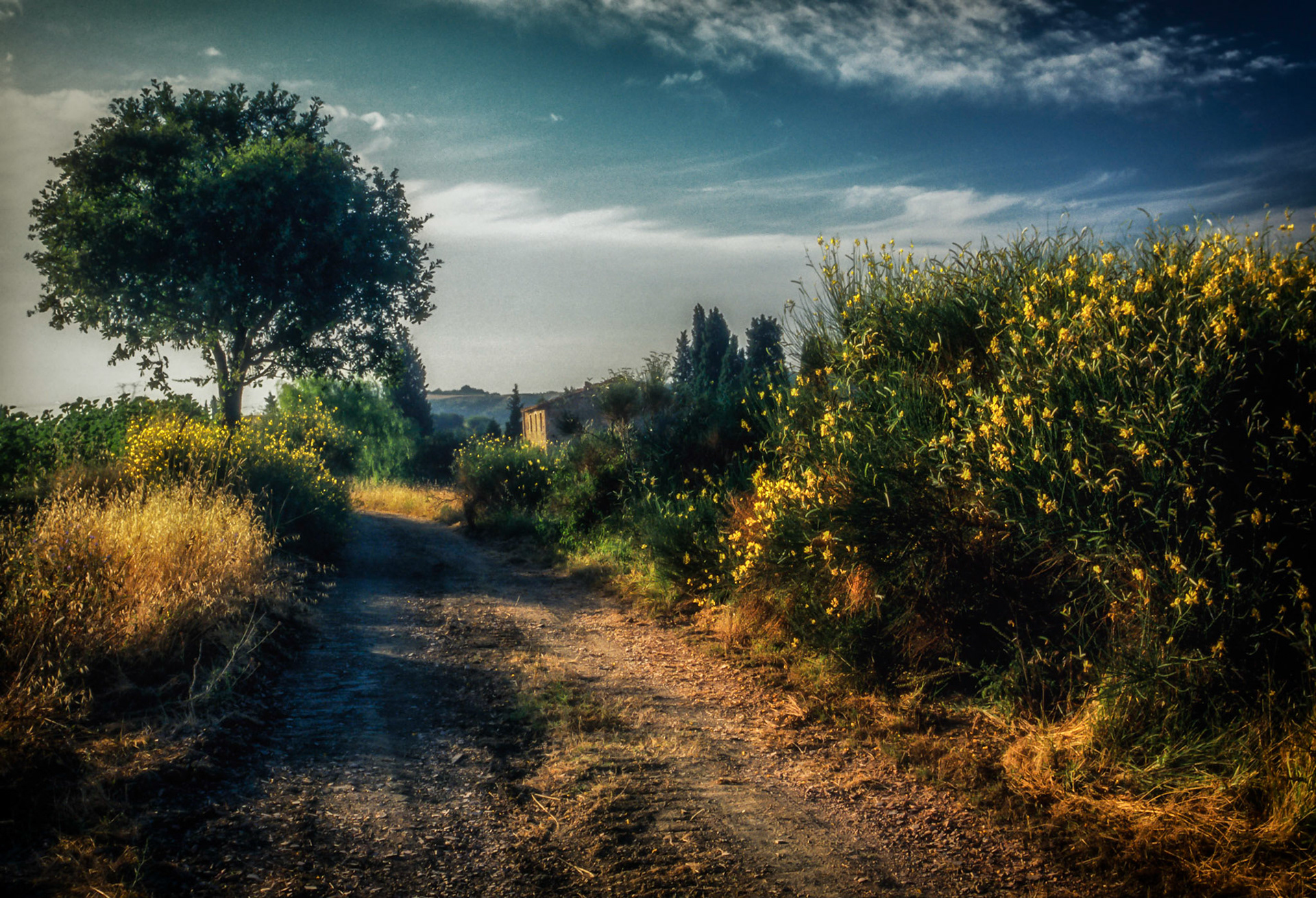 Tuscan Morning