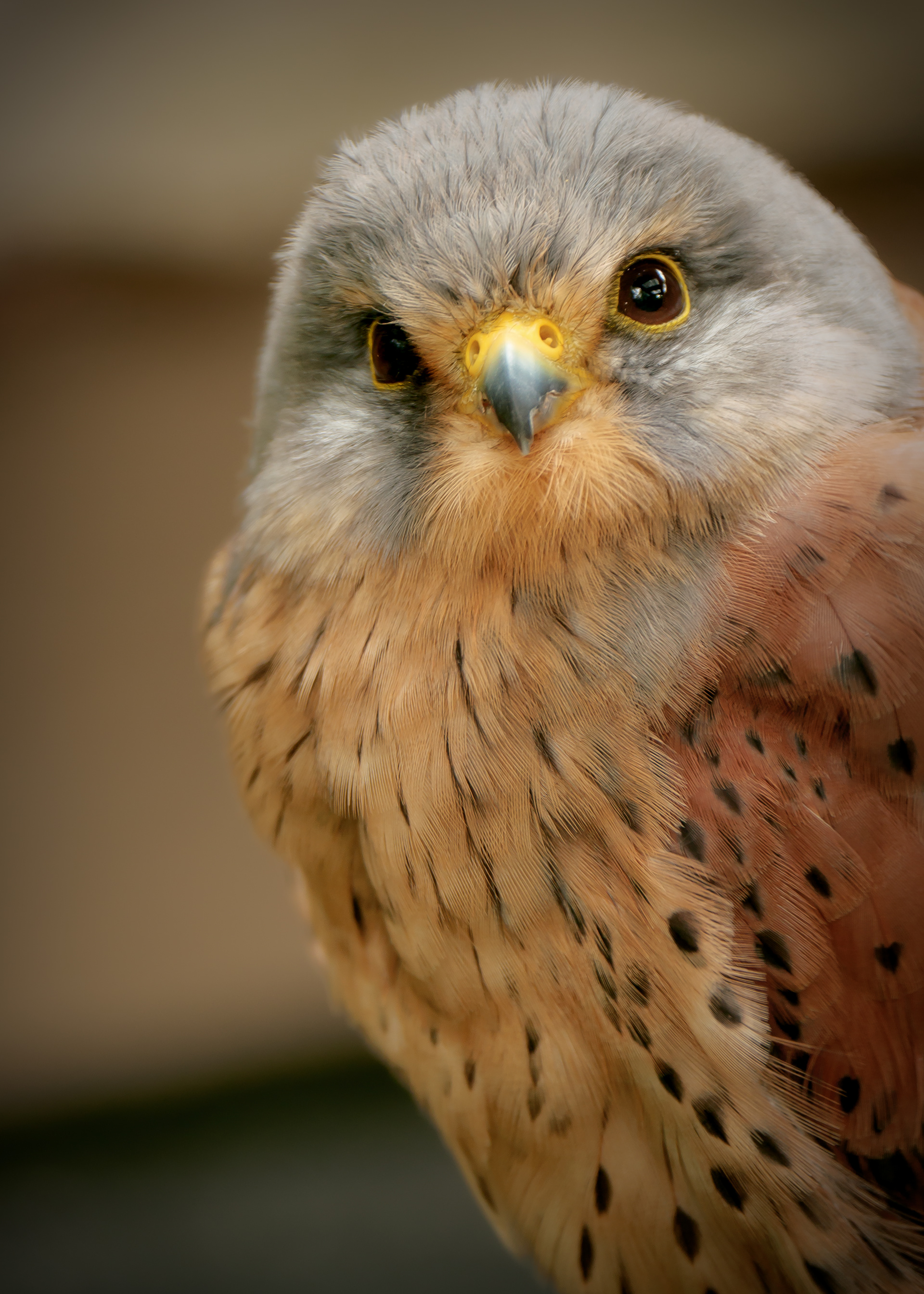 Dink - Falco tinnunculus (2022)