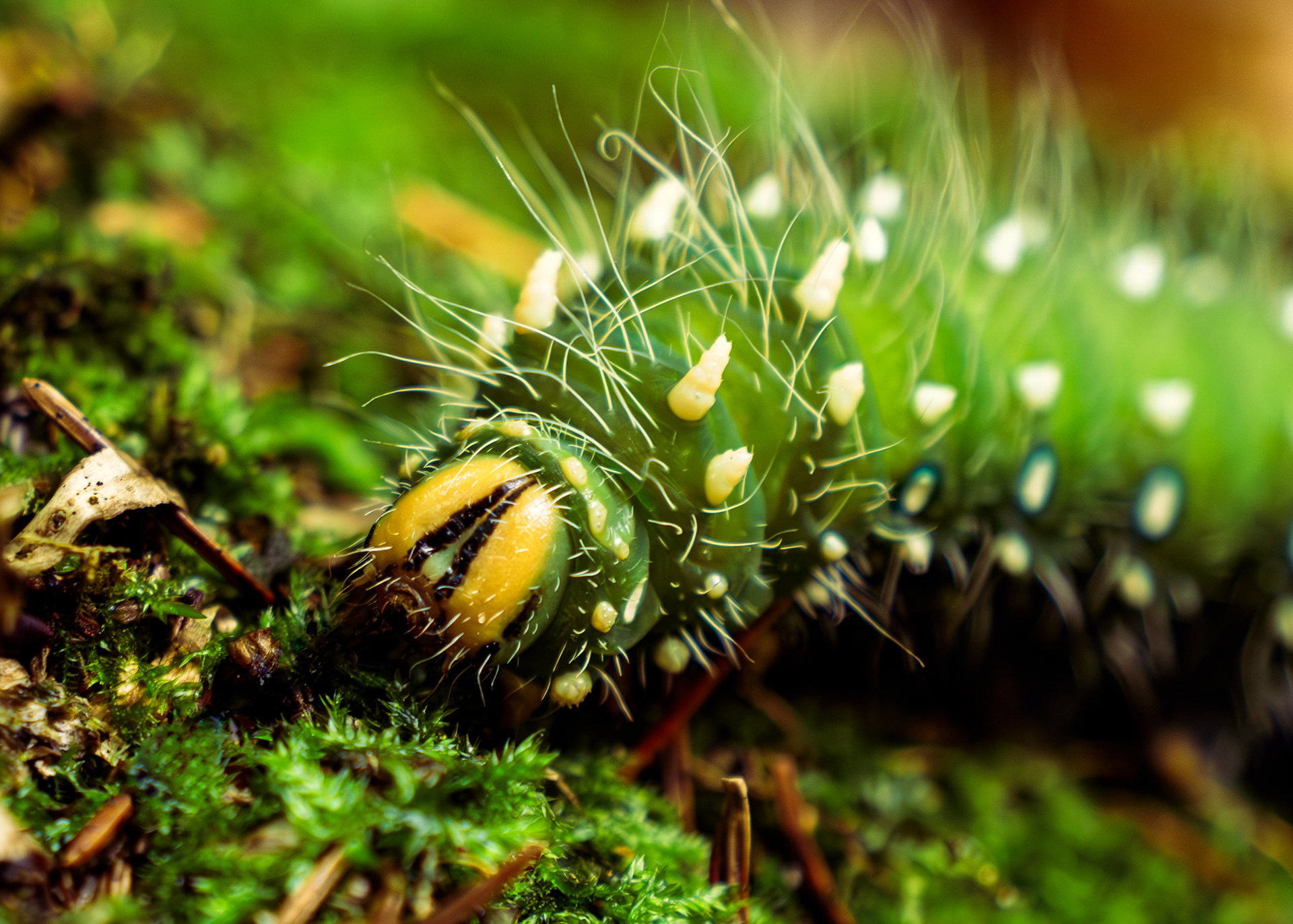Chenille de papillon lune (2023)