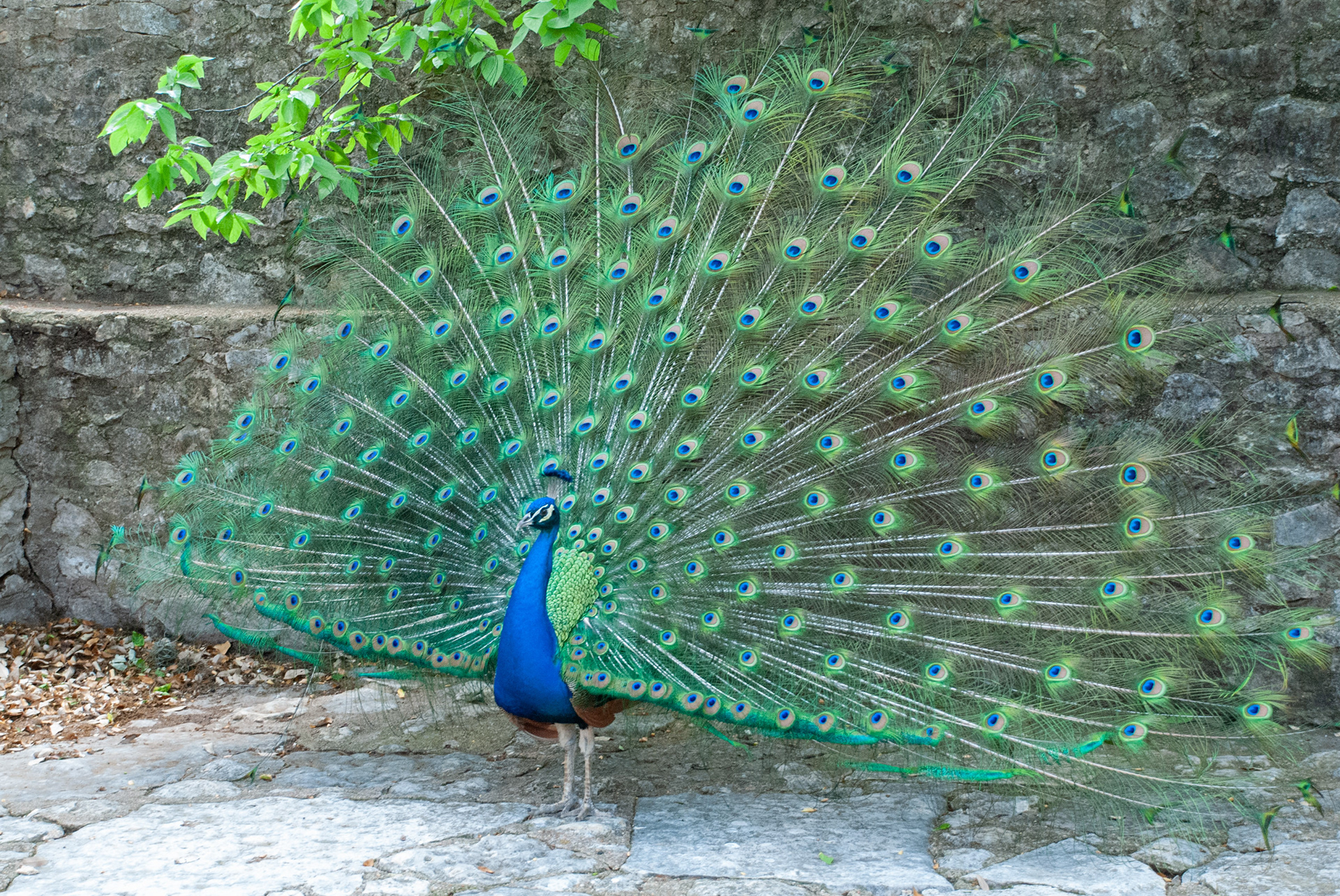 Mayfield Park, Austin TX
