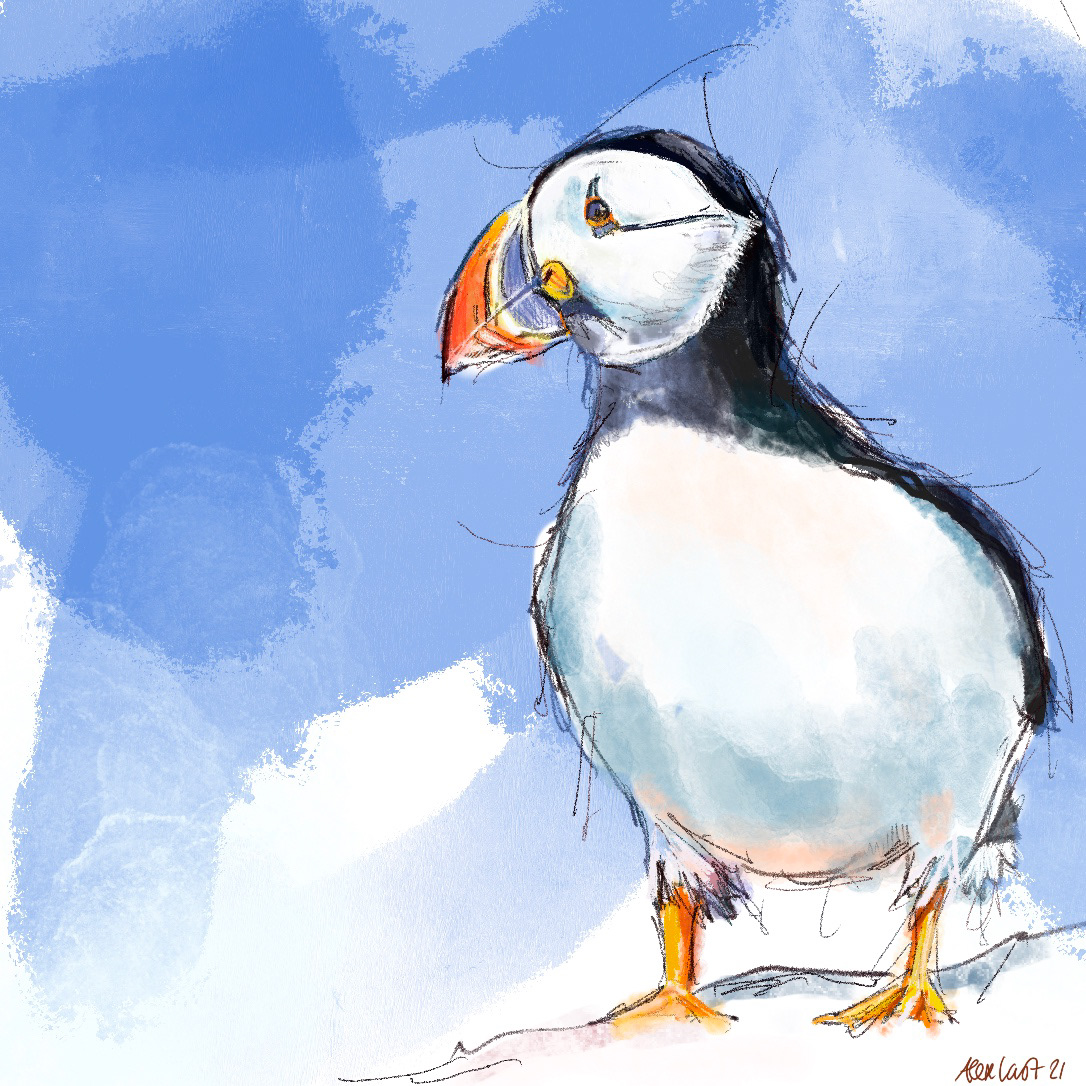 Puffin