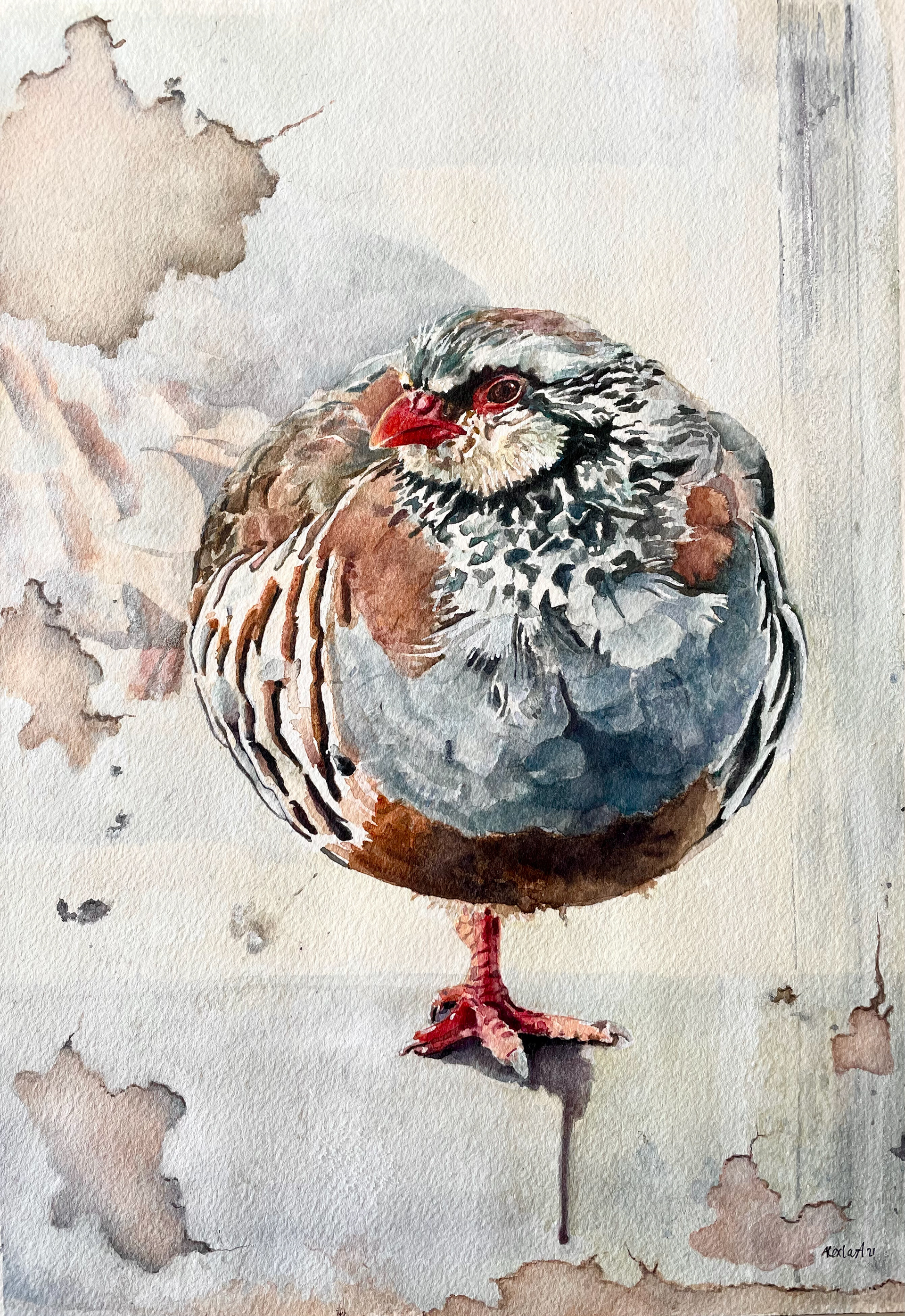 Red-legged Partridge