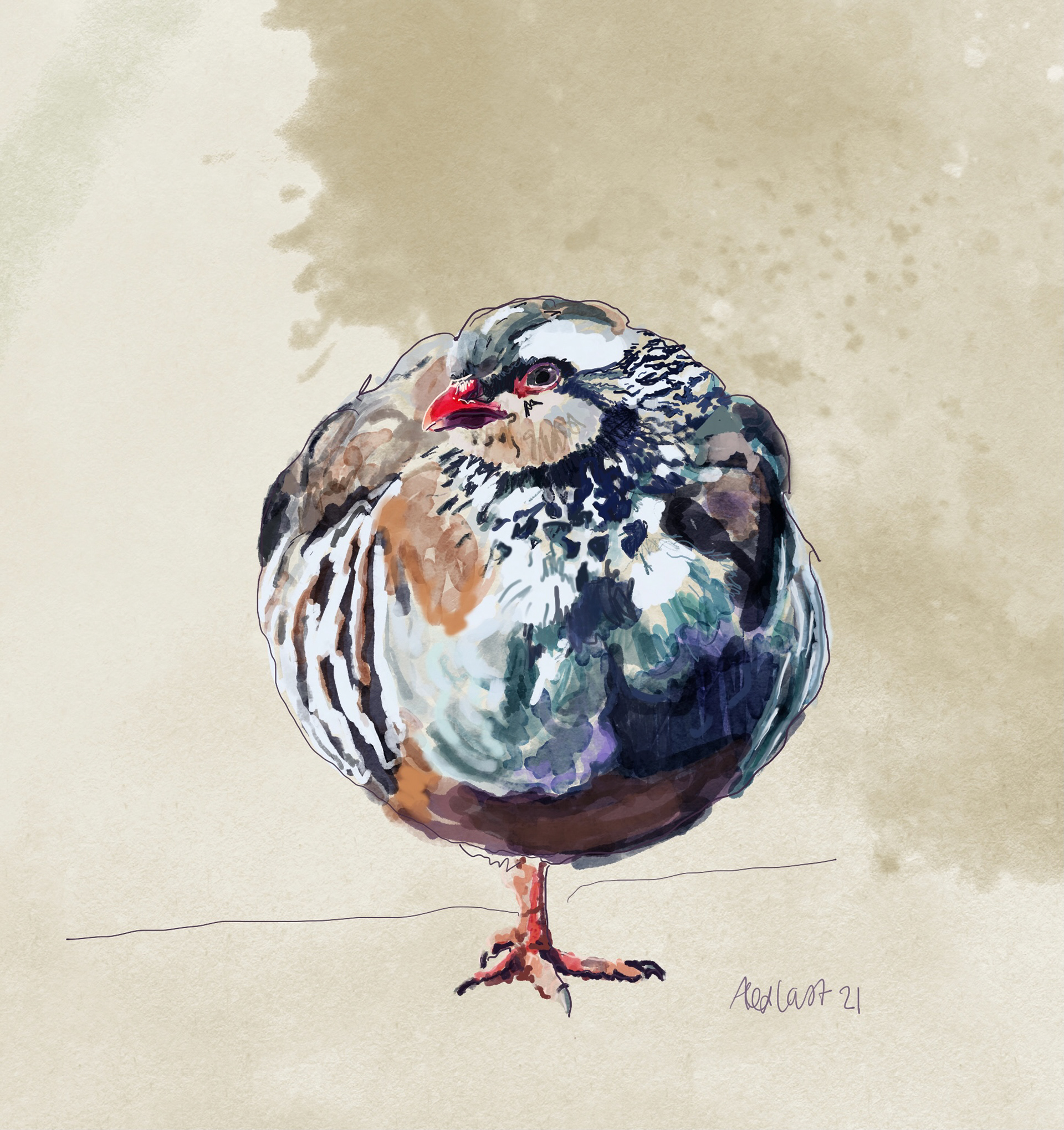 Red-legged Partridge