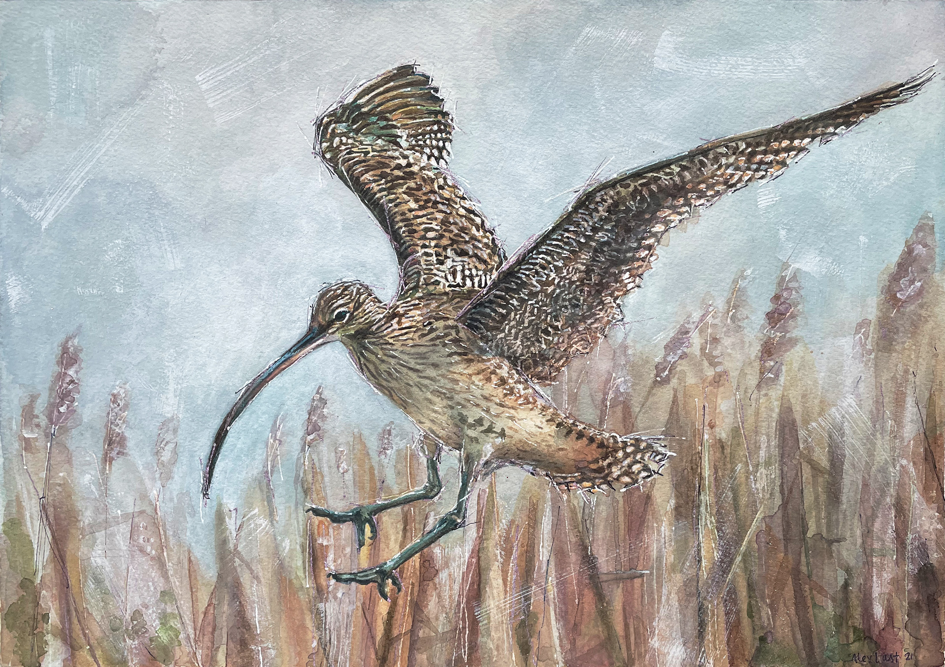 Far Eastern Curlew, SOLD