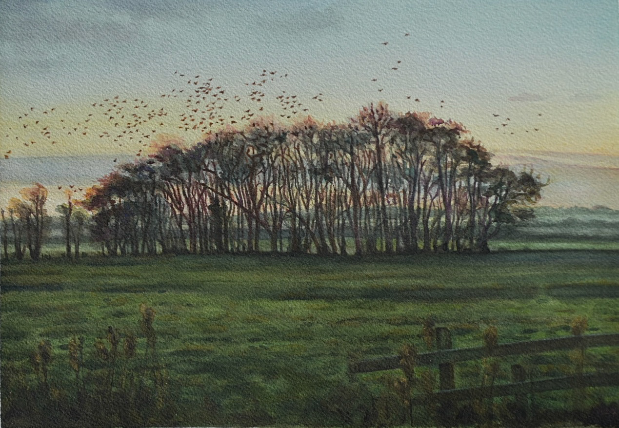 Buckenham Carrs Corvid Roost