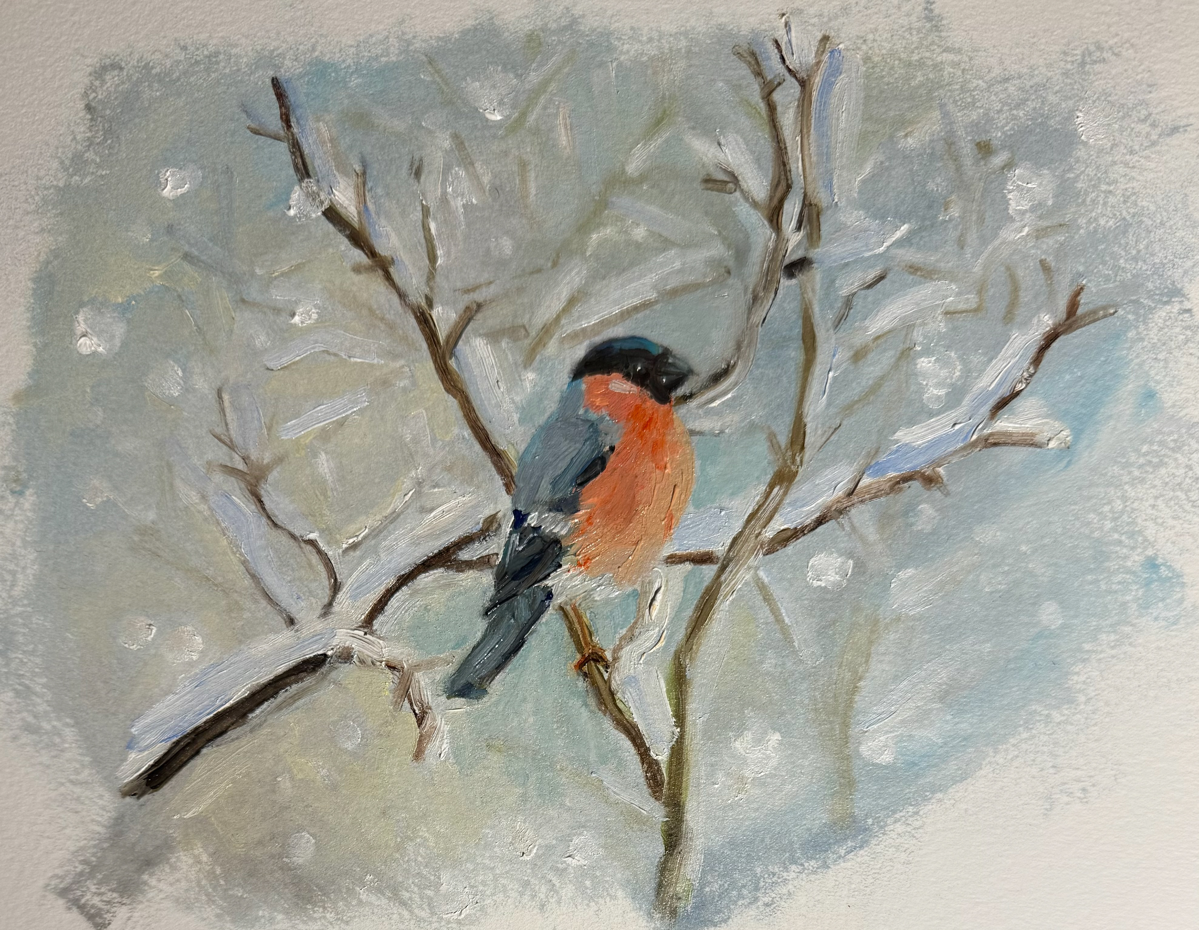 Bullfinch