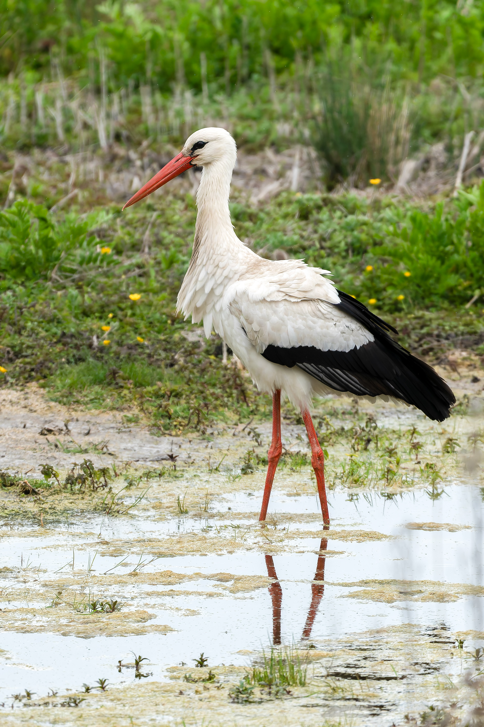 cigogne