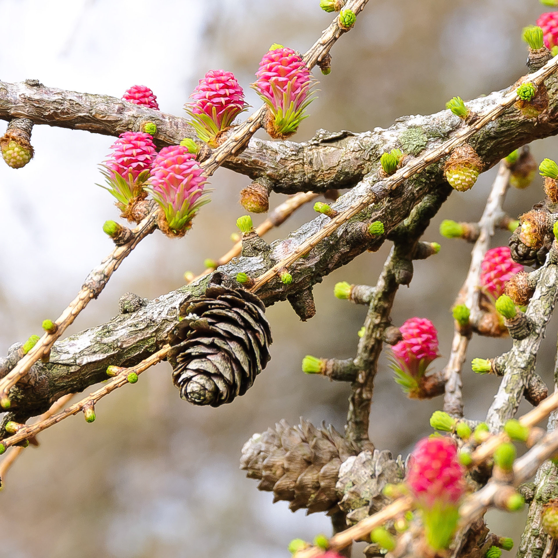 Larch Roses (26880)