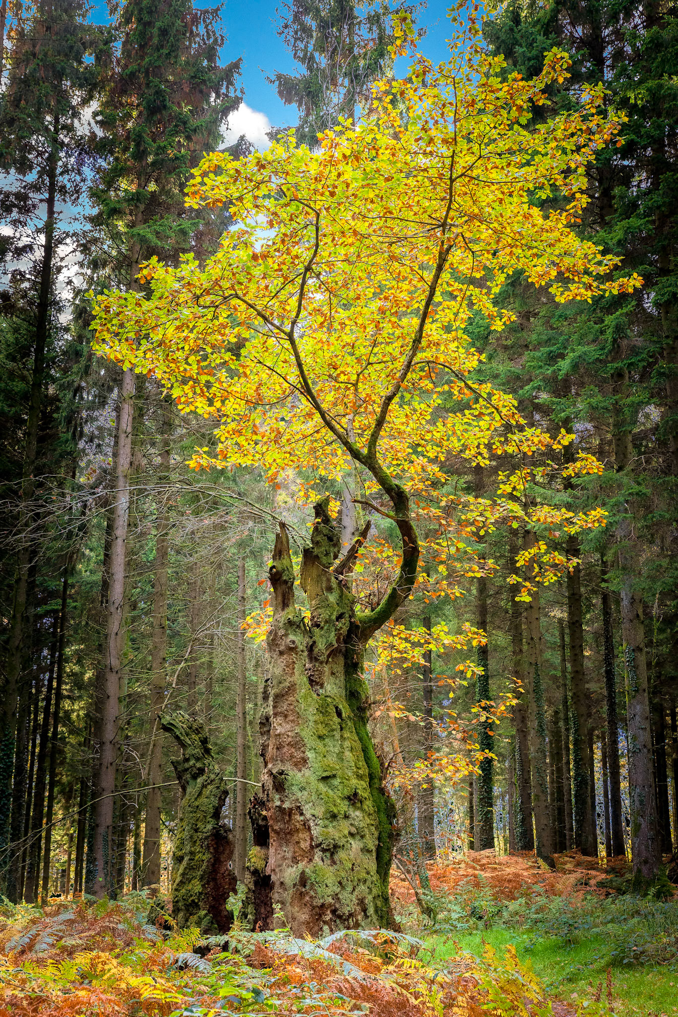 Curley Oak Caption
