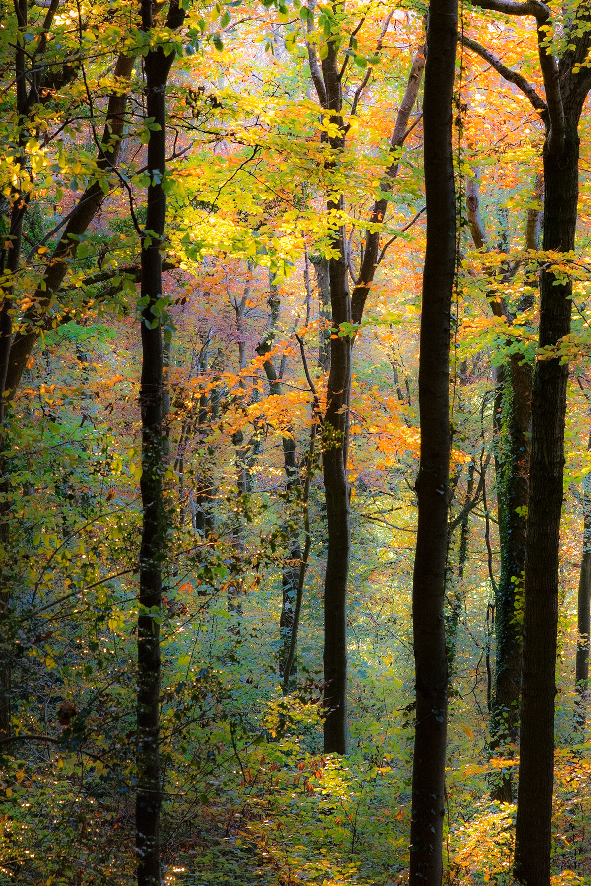 "Autumn Beech in Park Wood" Black Mountains, Wales.