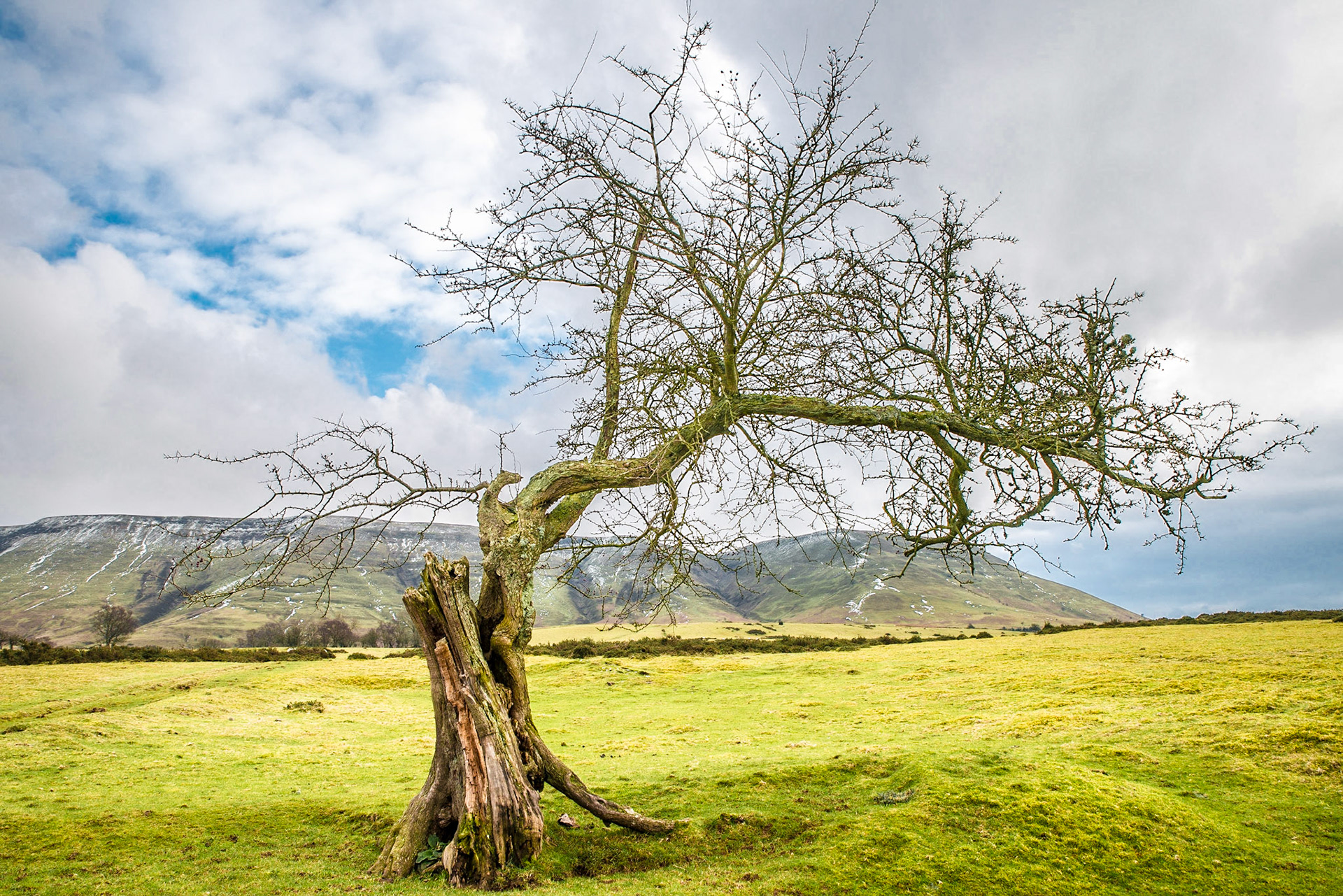 "Half a Thorn" Rhos Fawr Common, Black Mountains, Wales.