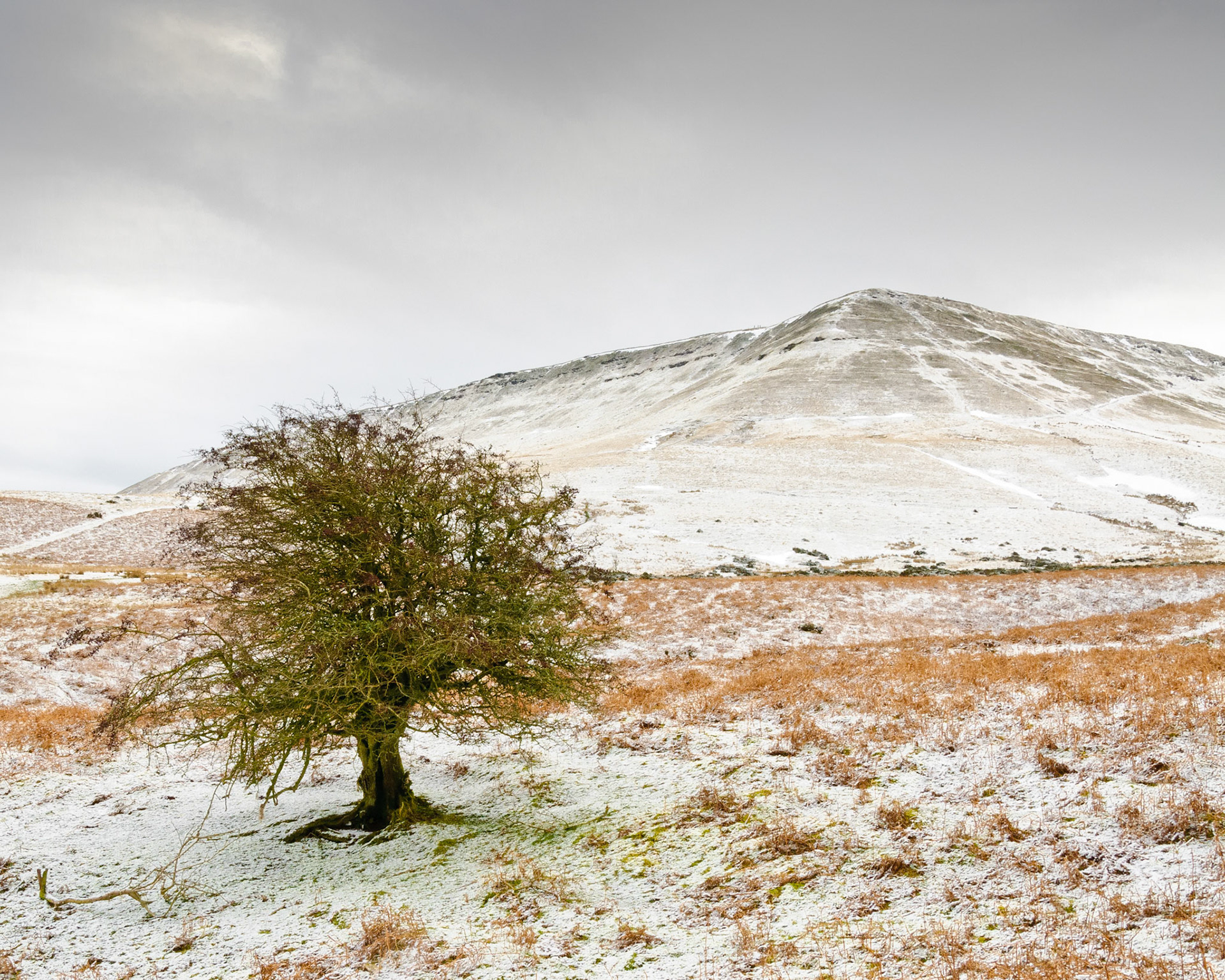 This little tree is holding its own in the wintry weather.