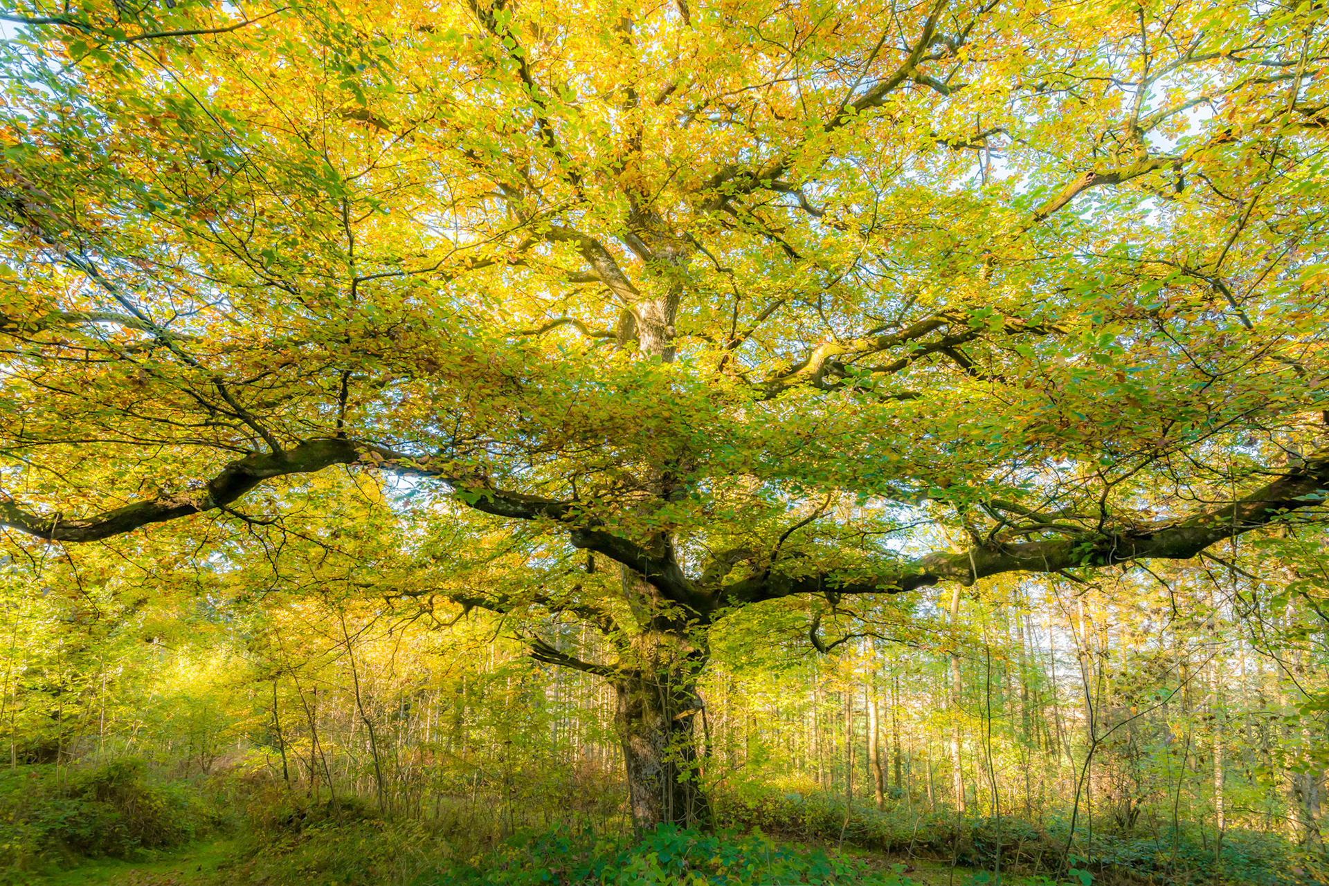 "Autumn Oak in Park Wood" Black Mountains, Wales.