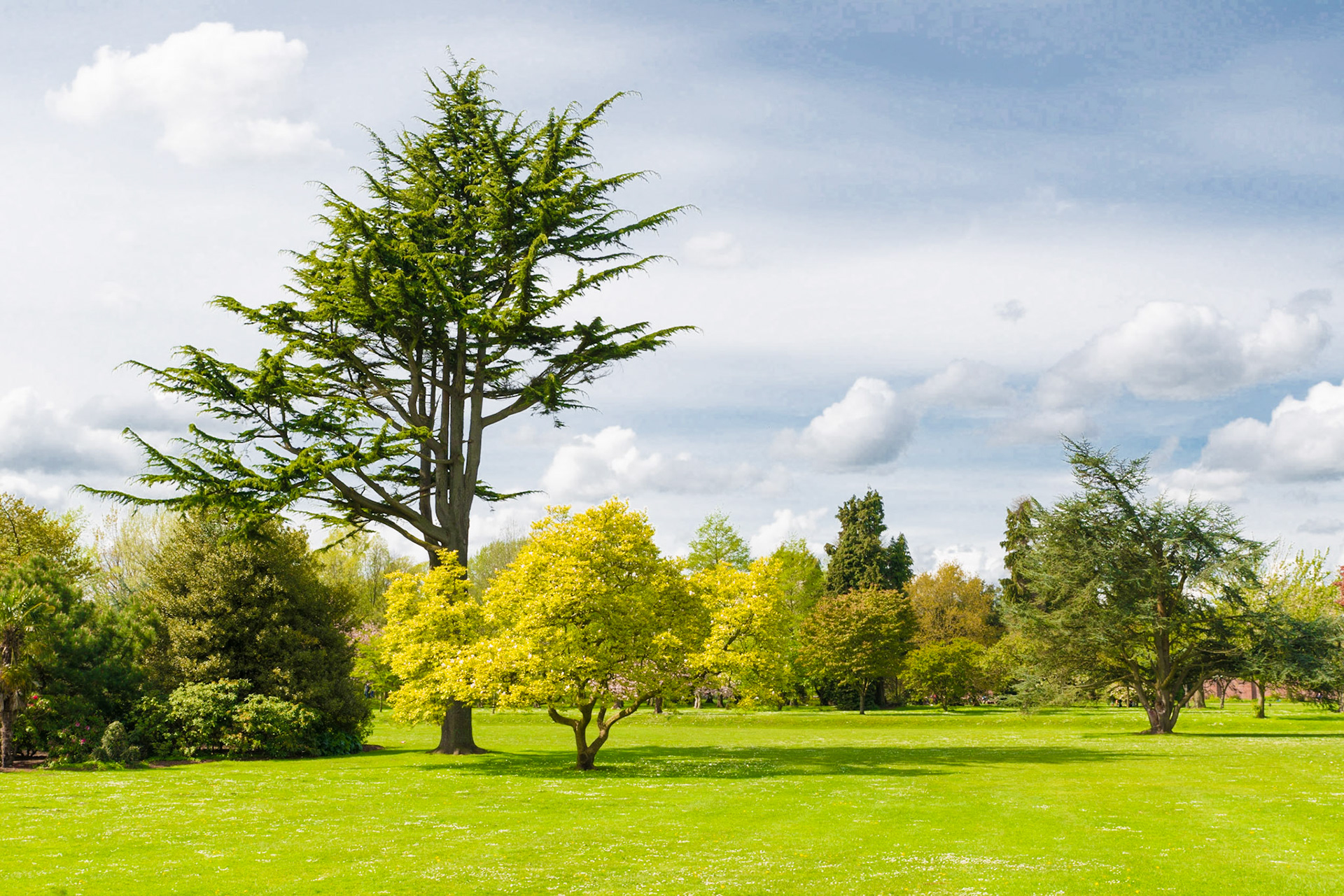 "Bute Park Treescape" Cardiff, Wales.