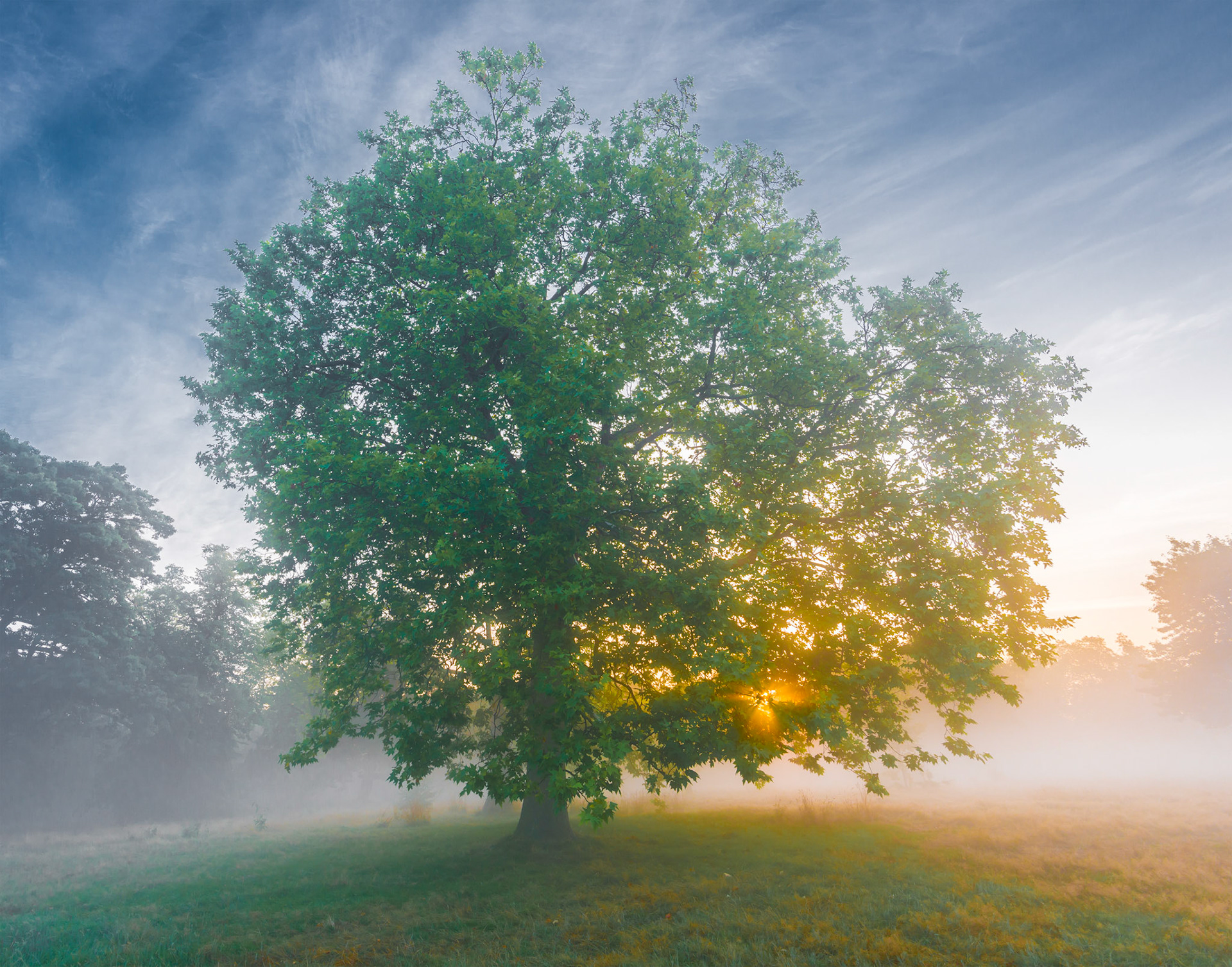 "Sunrise in Kensington Gardens" London.