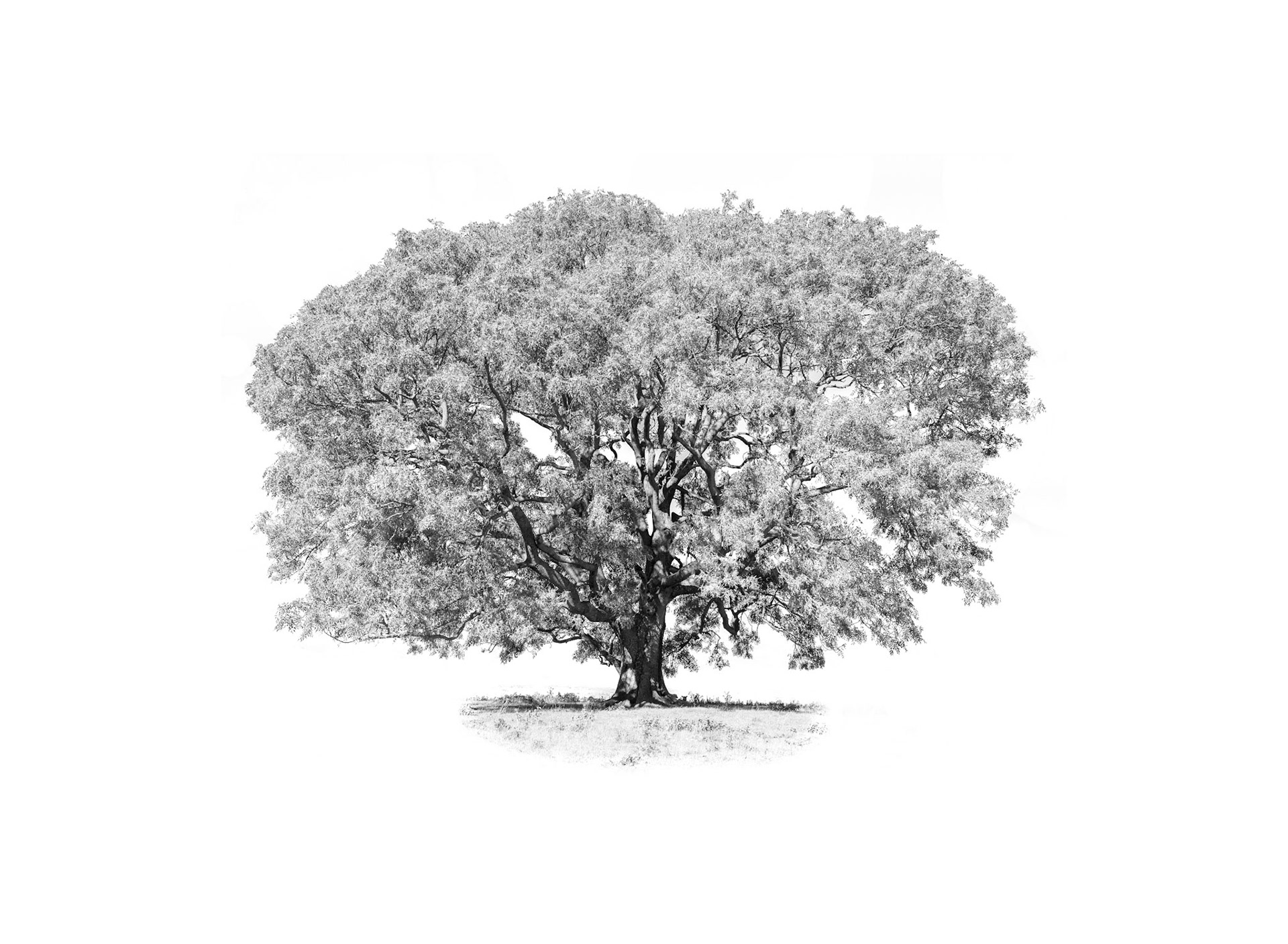 An ash tree in all it's glory on a hillside just below the northern ridge of the Black Mountains. With the "Ash Dieback" disease reported in Britain, caused by a fungus called Chalara fraxinea, will this sight soon be consigned to history?