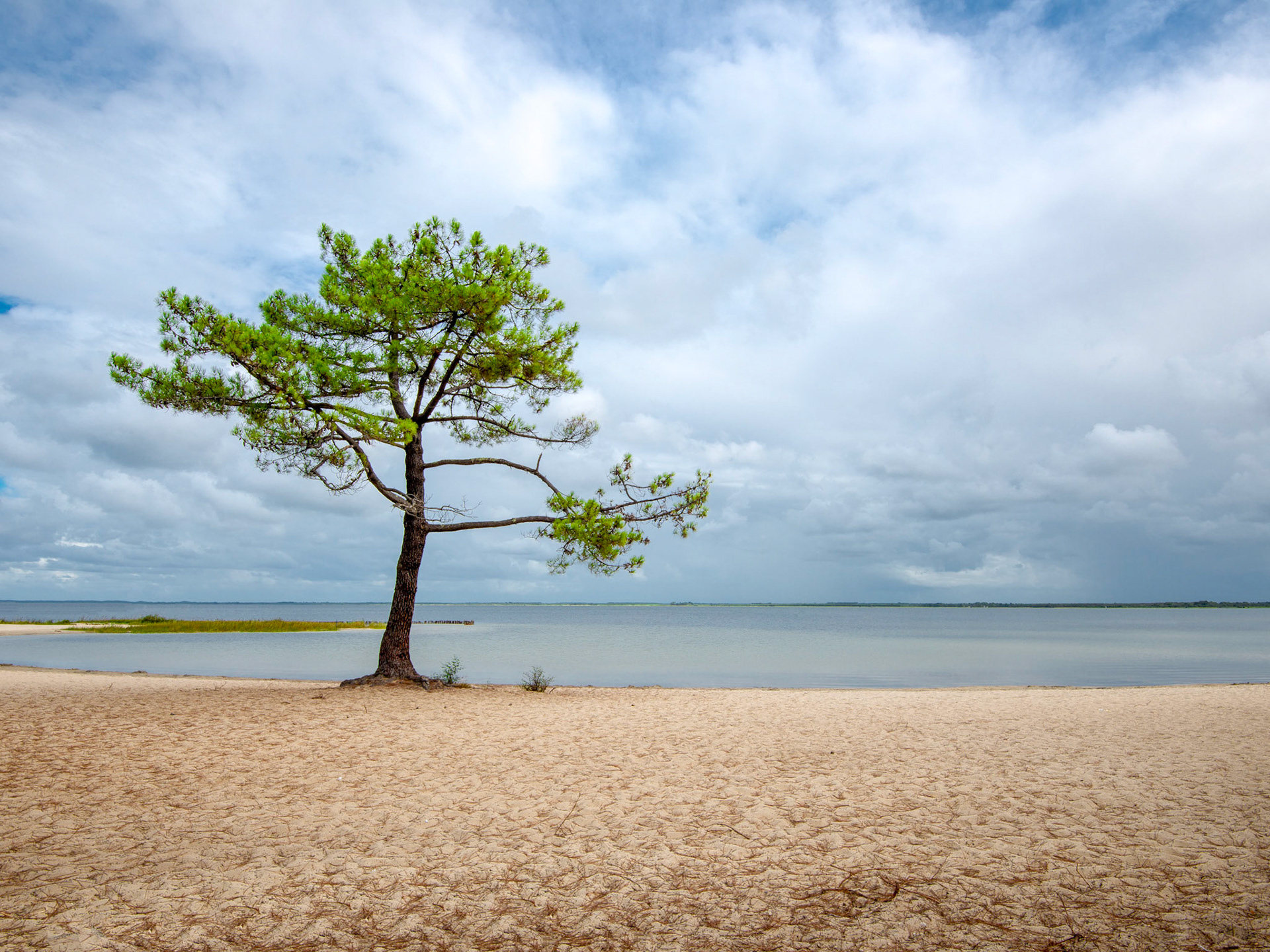 "The Lonesome Pine" Lac d'Hourtin, Gironde, France.