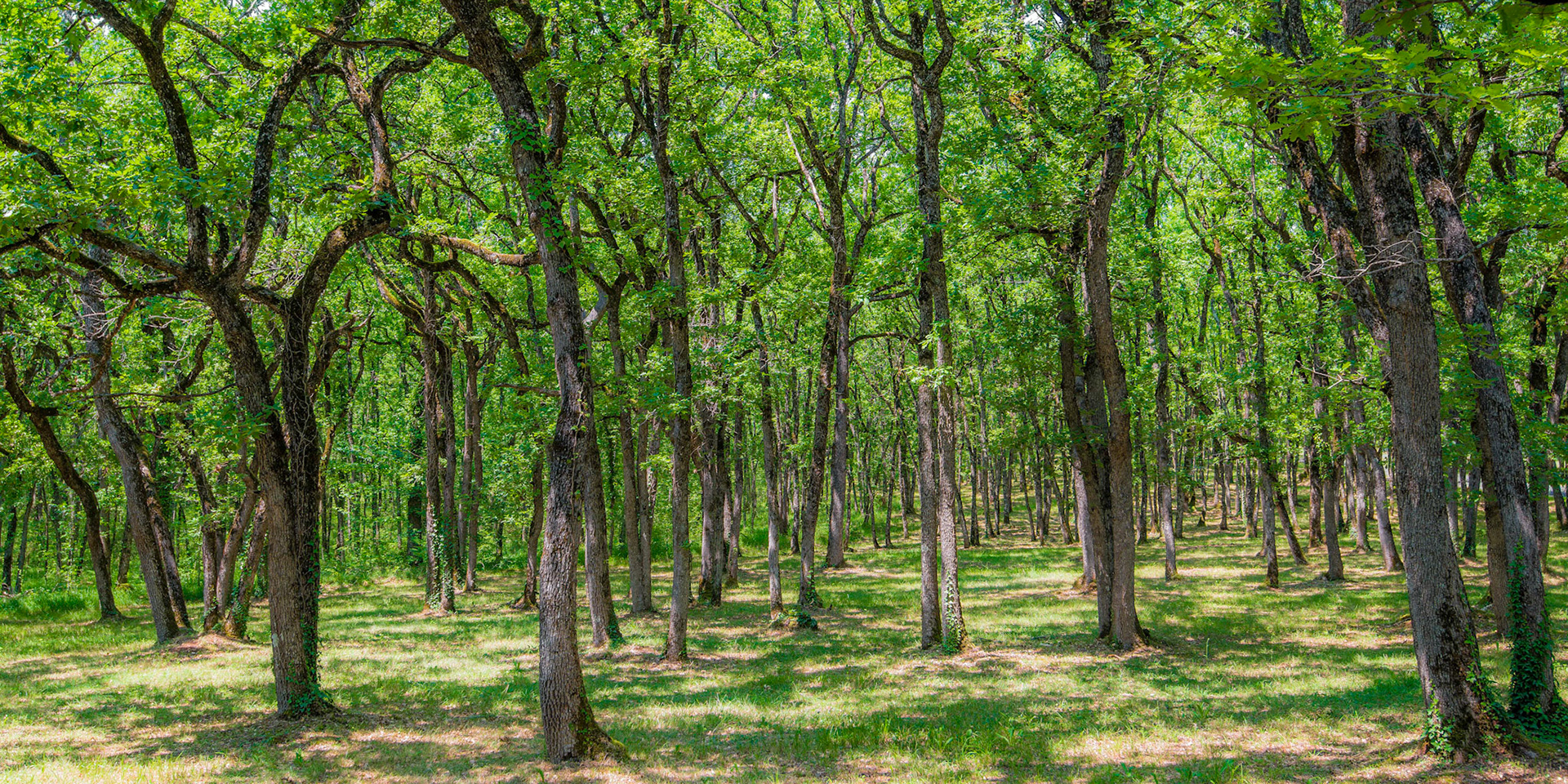 "Infinite Oak" Eyrignac, Dordogne, France.