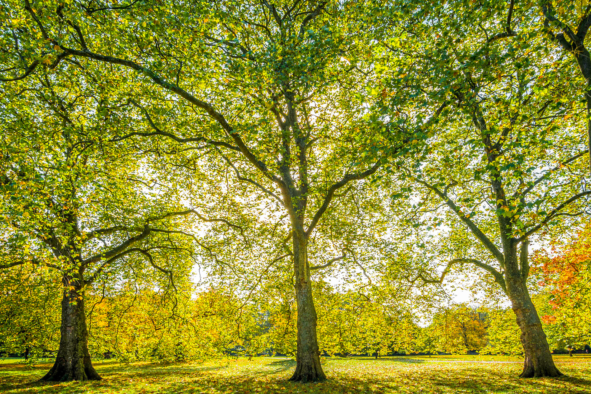 "Plane Illumination" Kensington Gardens, London.
