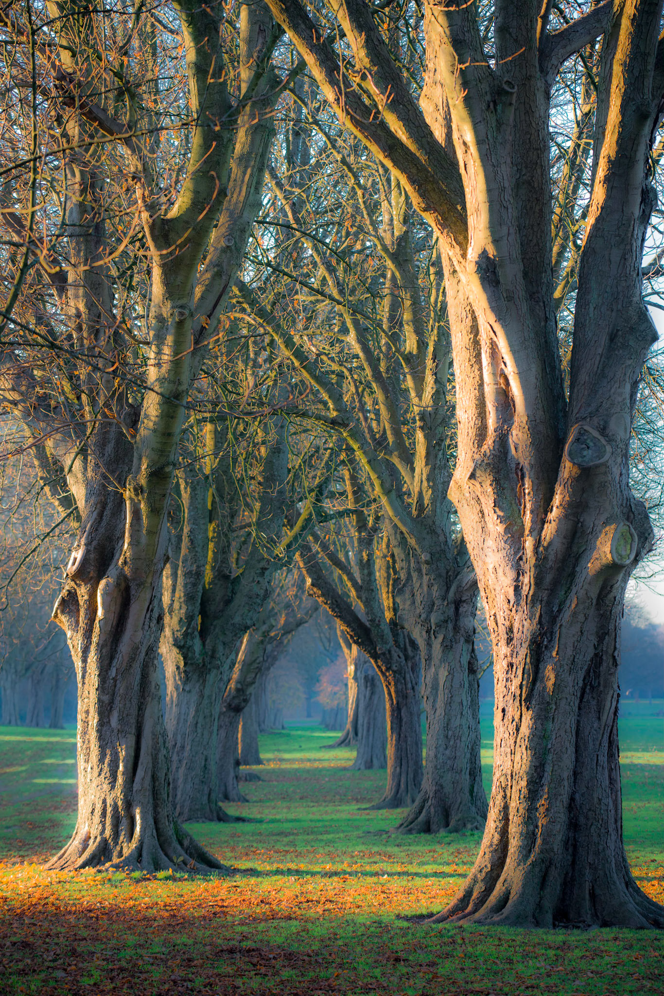 "Chestnut Avenue" Llandaff Fields, Cardiff, Wales.