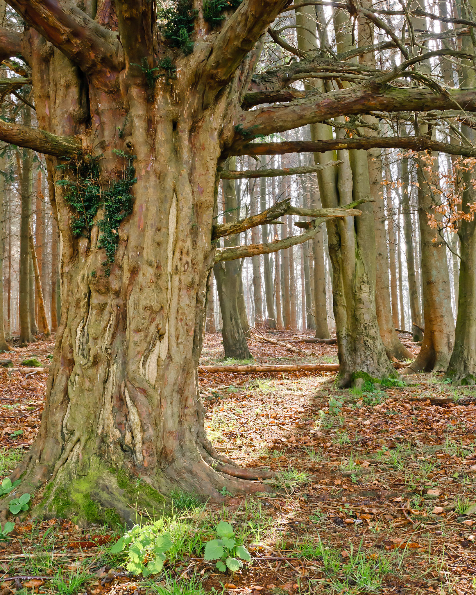 "Yew Tree at Credenhill" Credenhill Park Wood, Herefordshire, England.