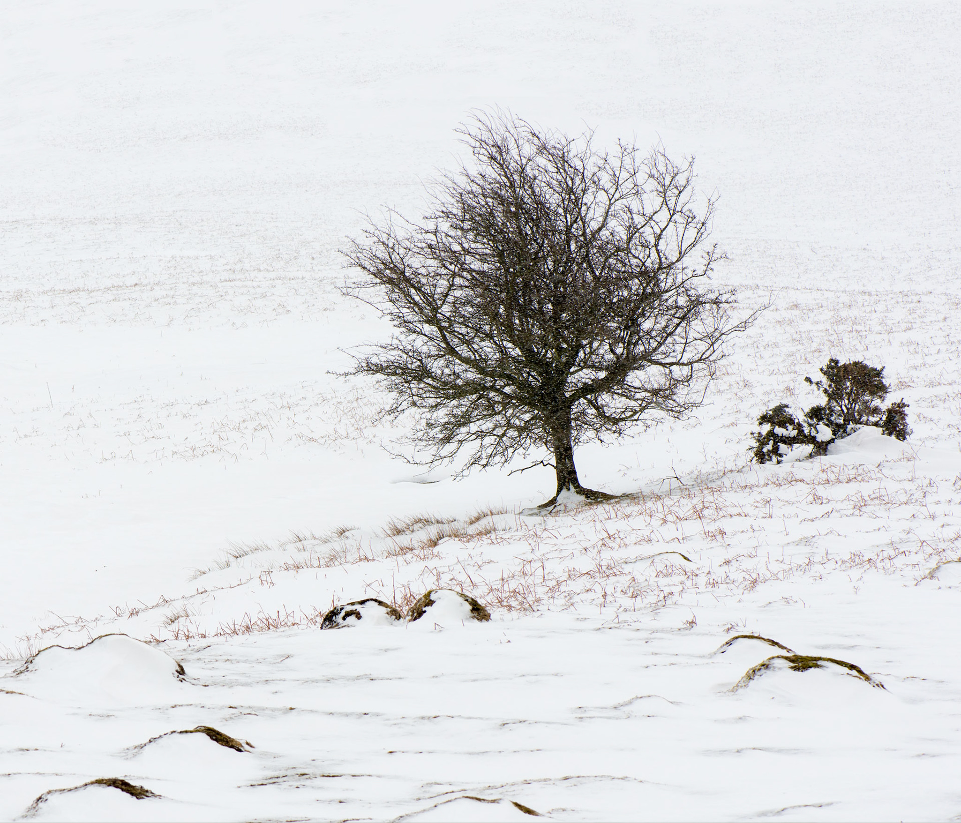 Thorn in the Snow