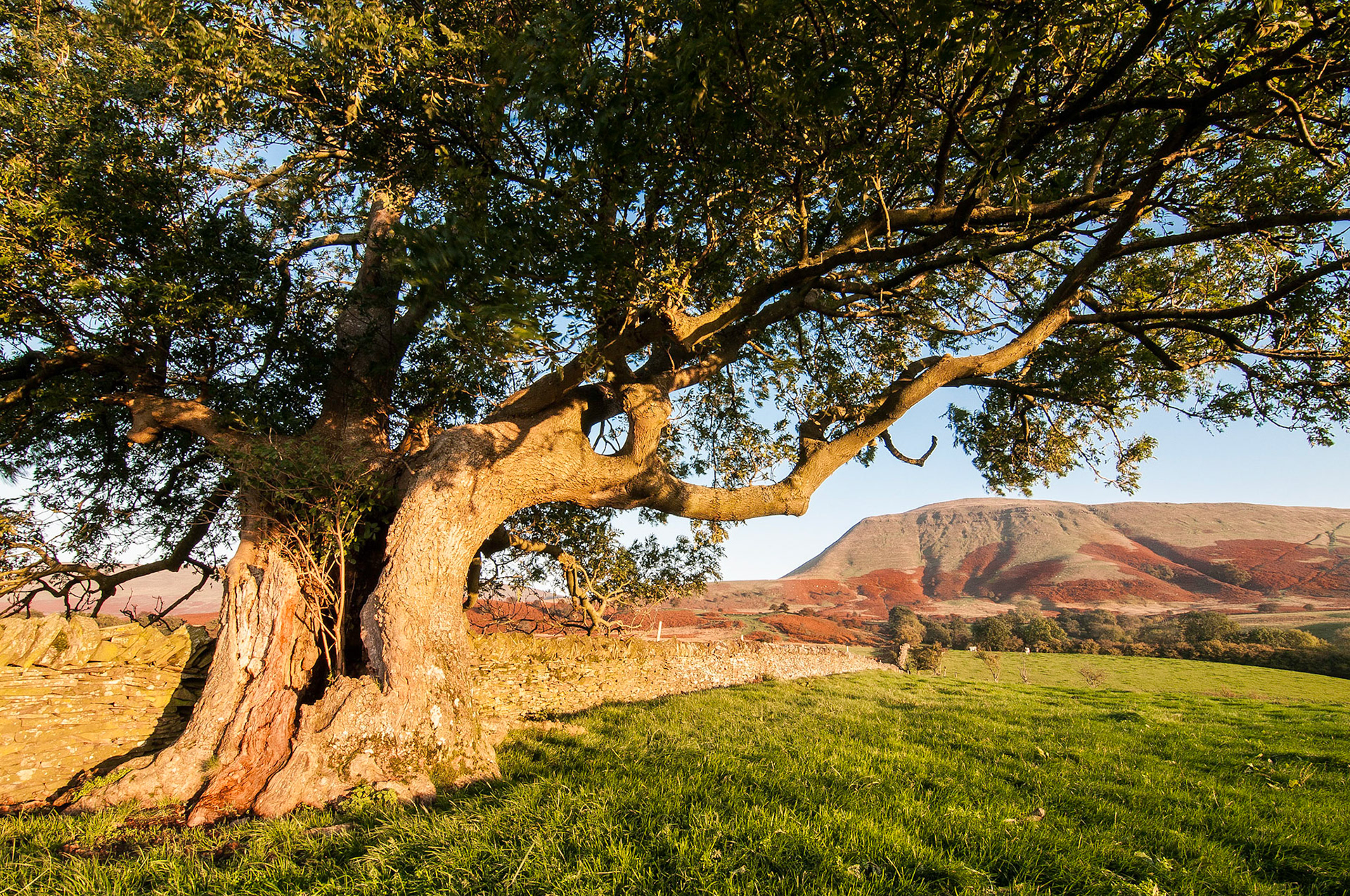"Ancient Ash and Twmpa" Black Mountains, Wales.