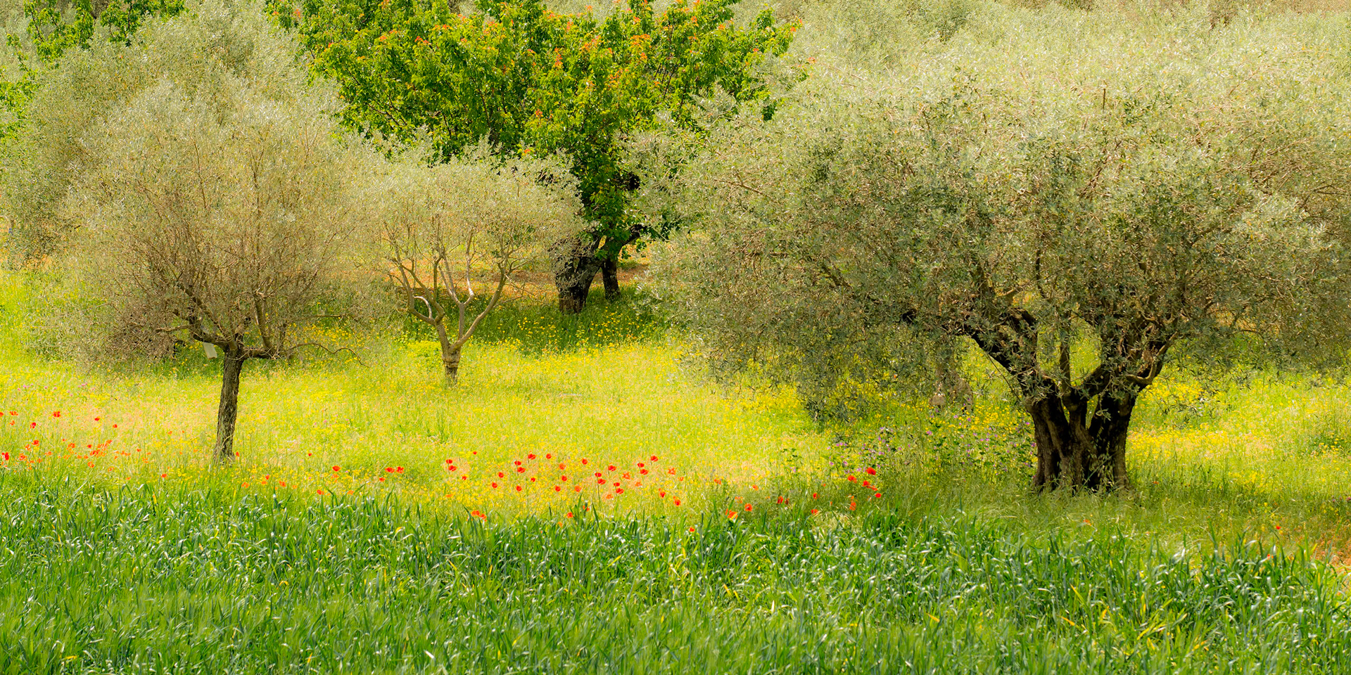 Poppies in an olive grove nr. Fourcalquier, France