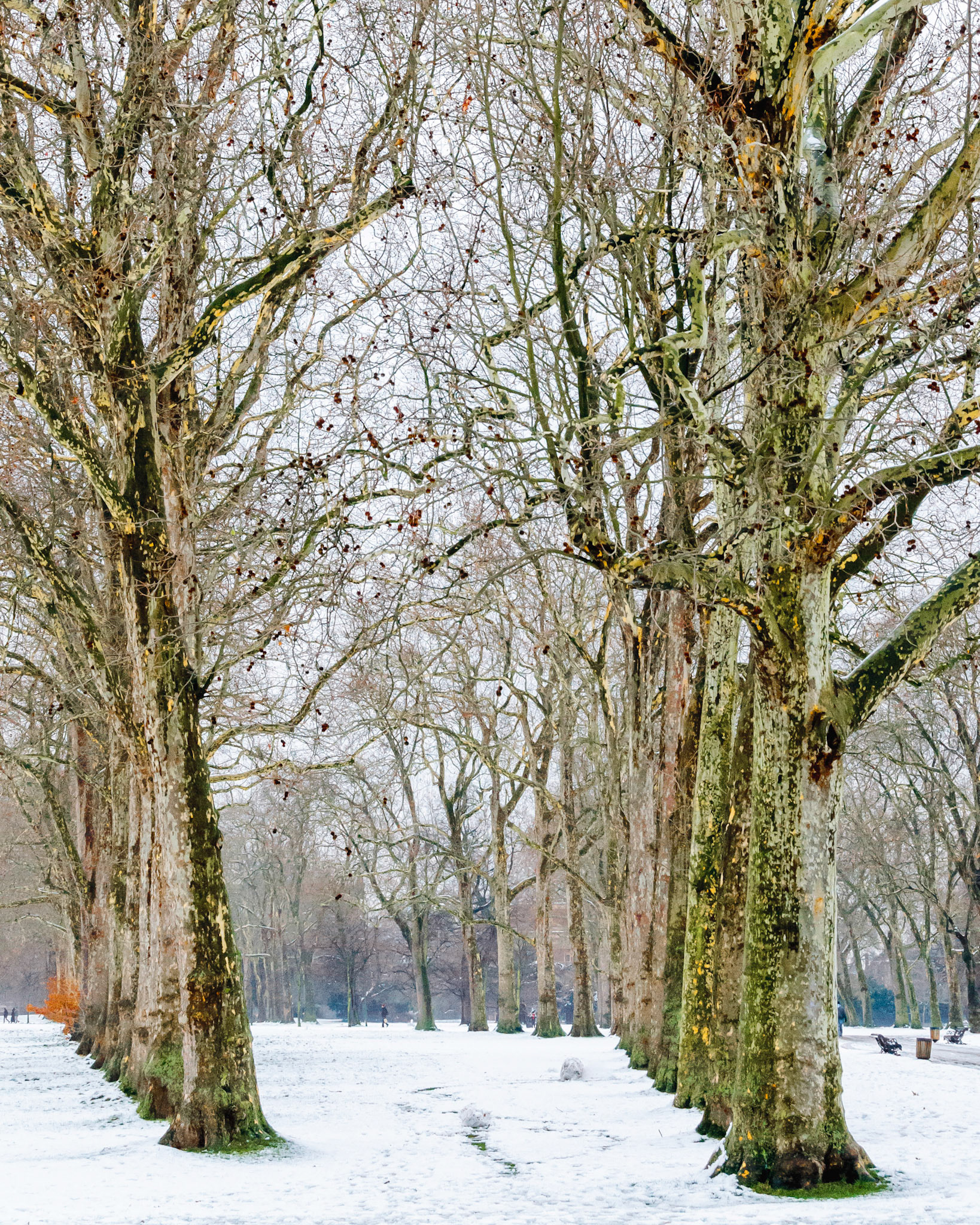 "Lancaster Walk in the Snow* Kensington Gardens, London.