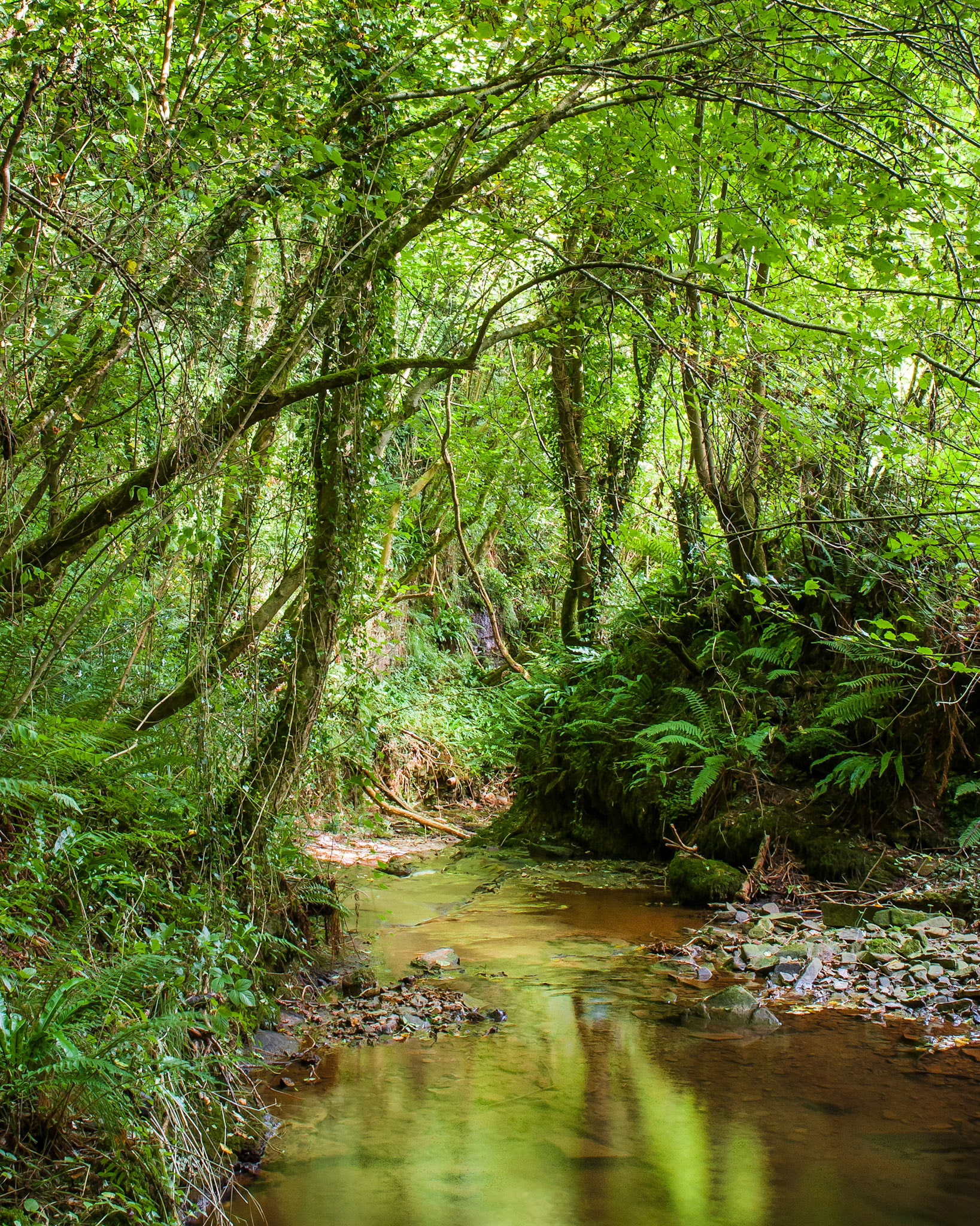 "Cilcenni Dingle" Ancient woodland near Hay-on-Wye, Powys, Wales.