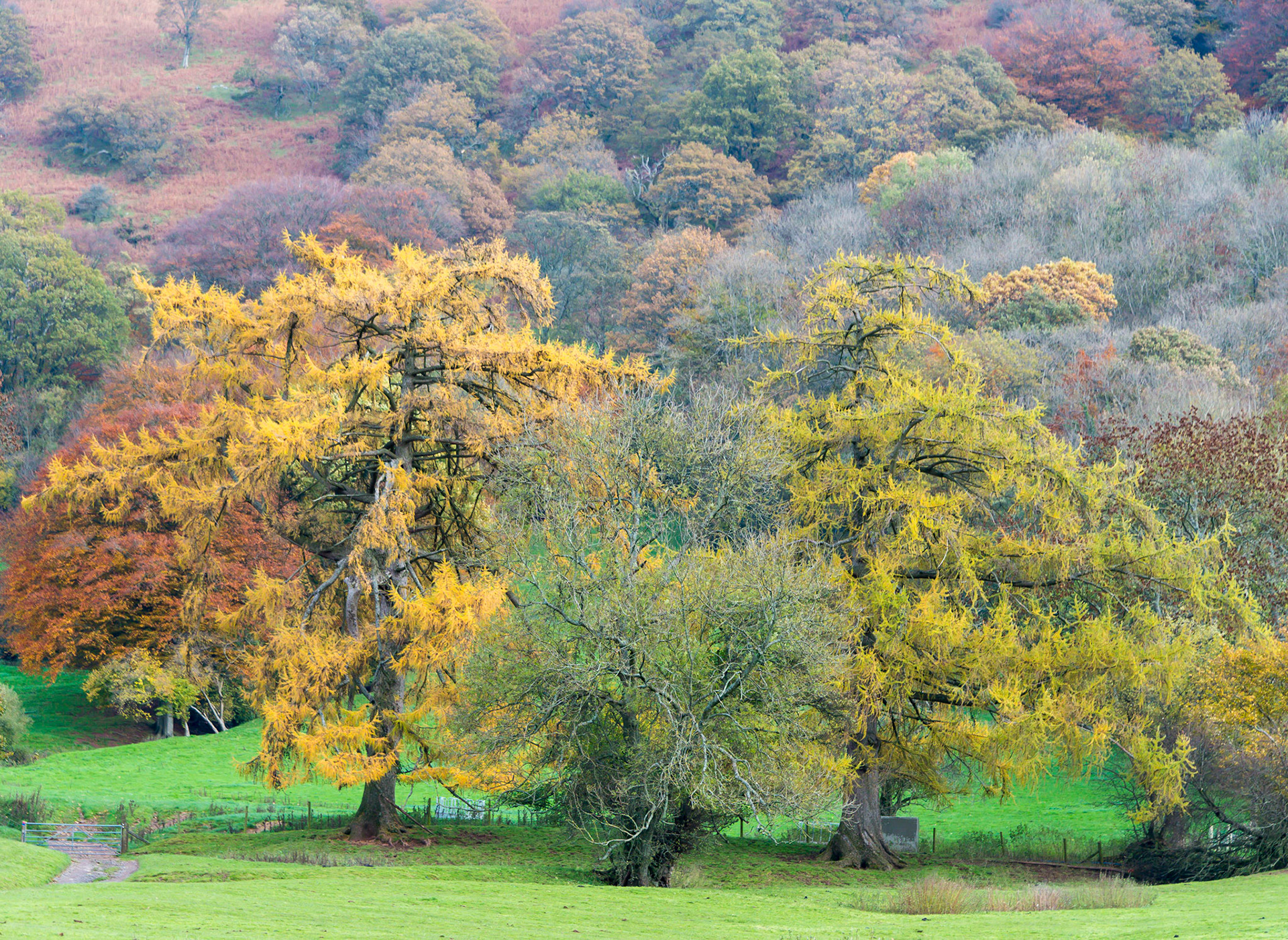 "Llanthony Larch" Vale of Ewyas, Brecon Beacons National Park, Wales.