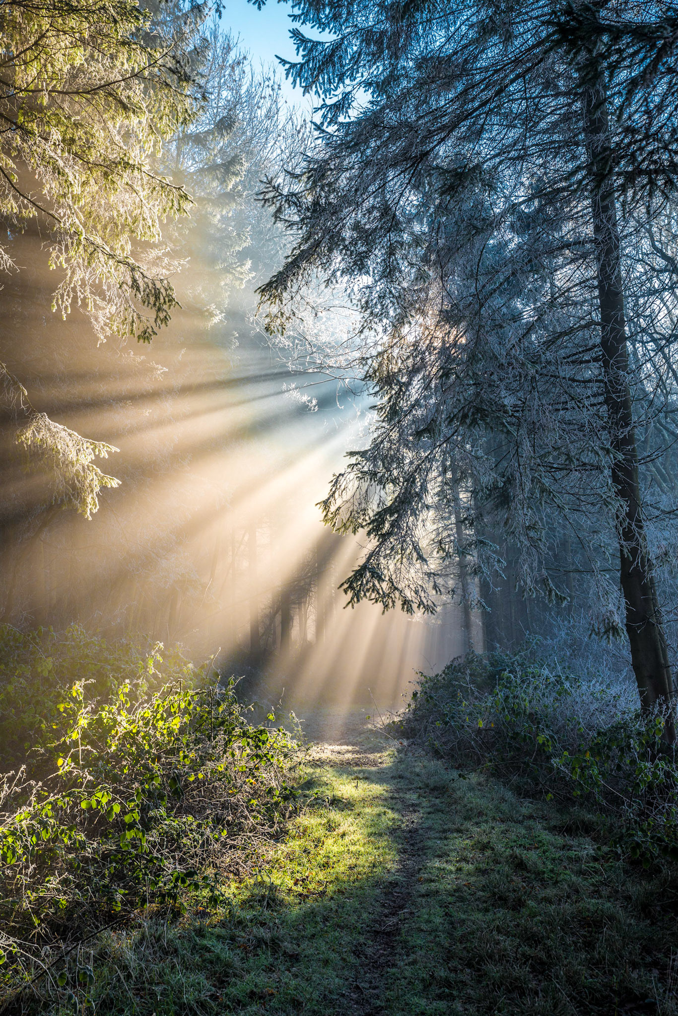 "Misty Woodland" Park Wood, Talgarth, Black Mountains, Wales.