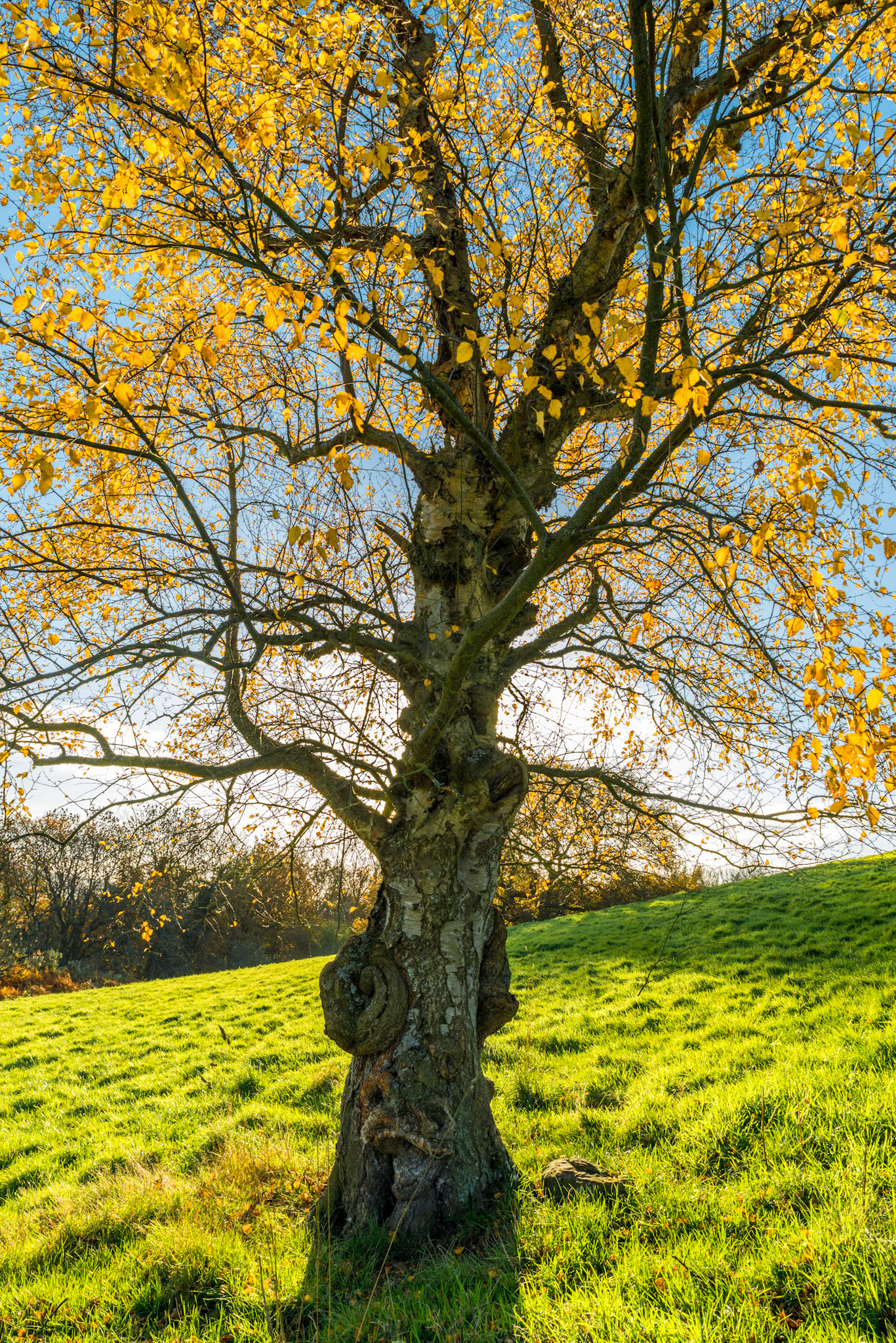 " Sunlit Birch" Park Wood, Talgarth, Wales.