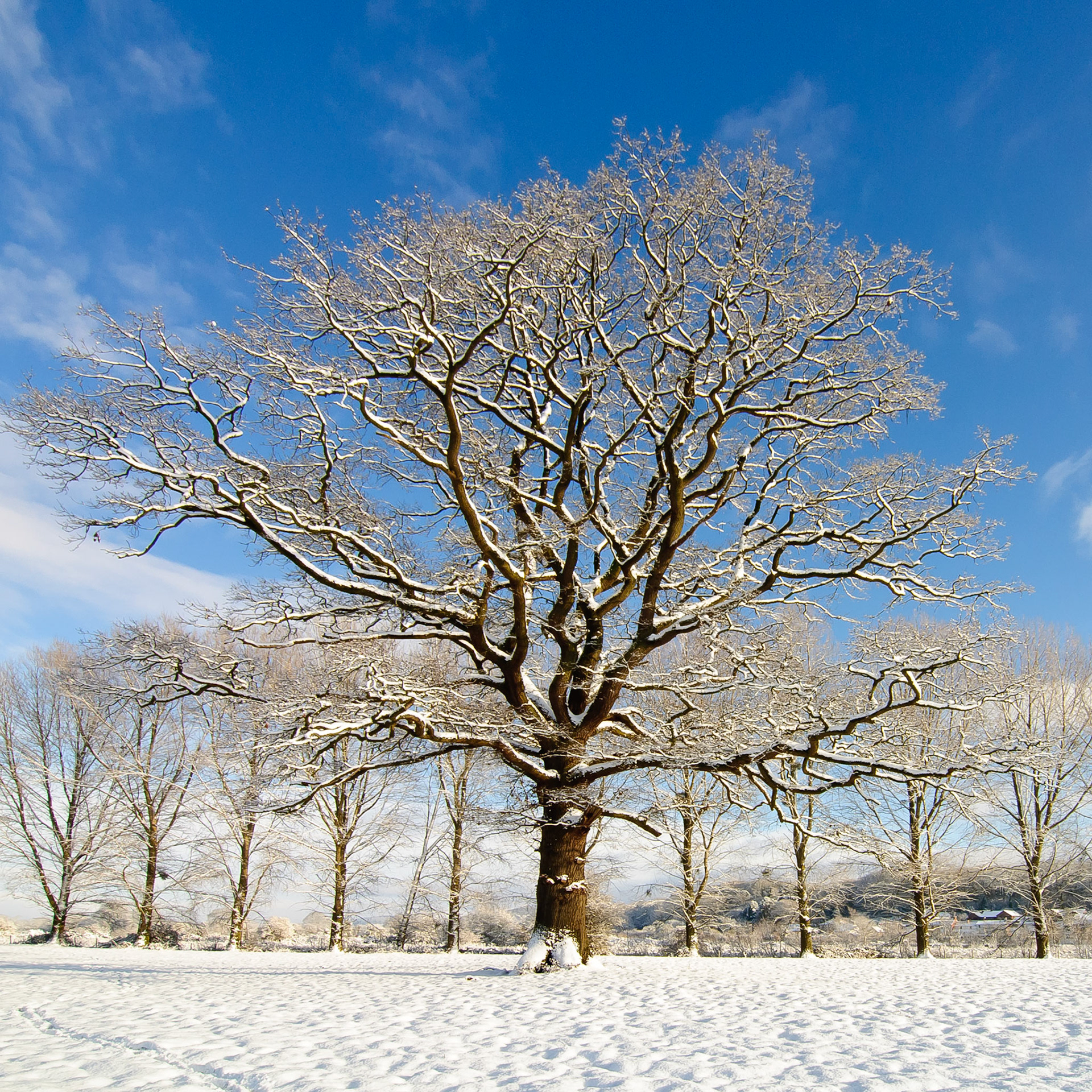 A magnificent oak tree covered in snow  on the banks of the River Wye.
