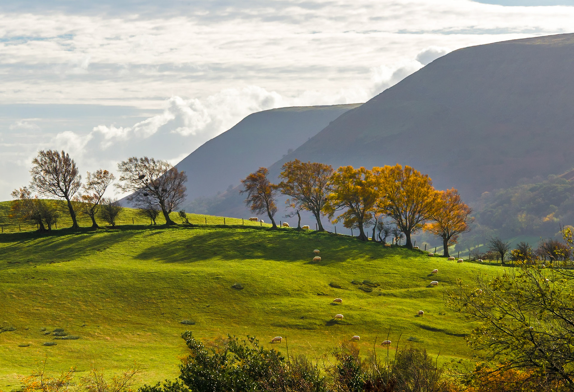 A field, some trees, and a mountain.  Typical "Borderland" landscape.I took this photograph from the foot of Black Hill in the Olchon Valley.  The Welsh border runs along the ridge of The Black Mountains that you can see in the distance.
