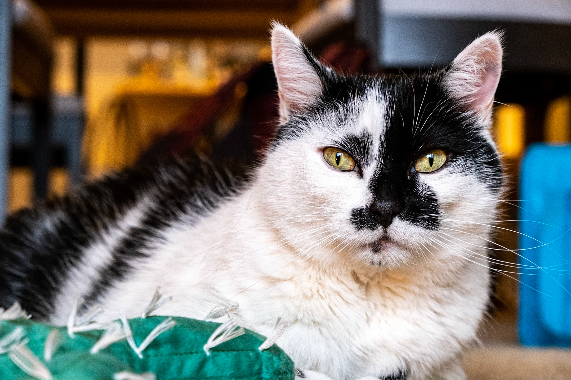 The Old Man and the Cactus