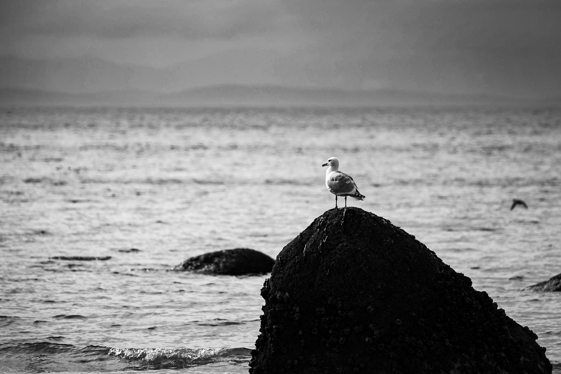 Seagull Ennui
