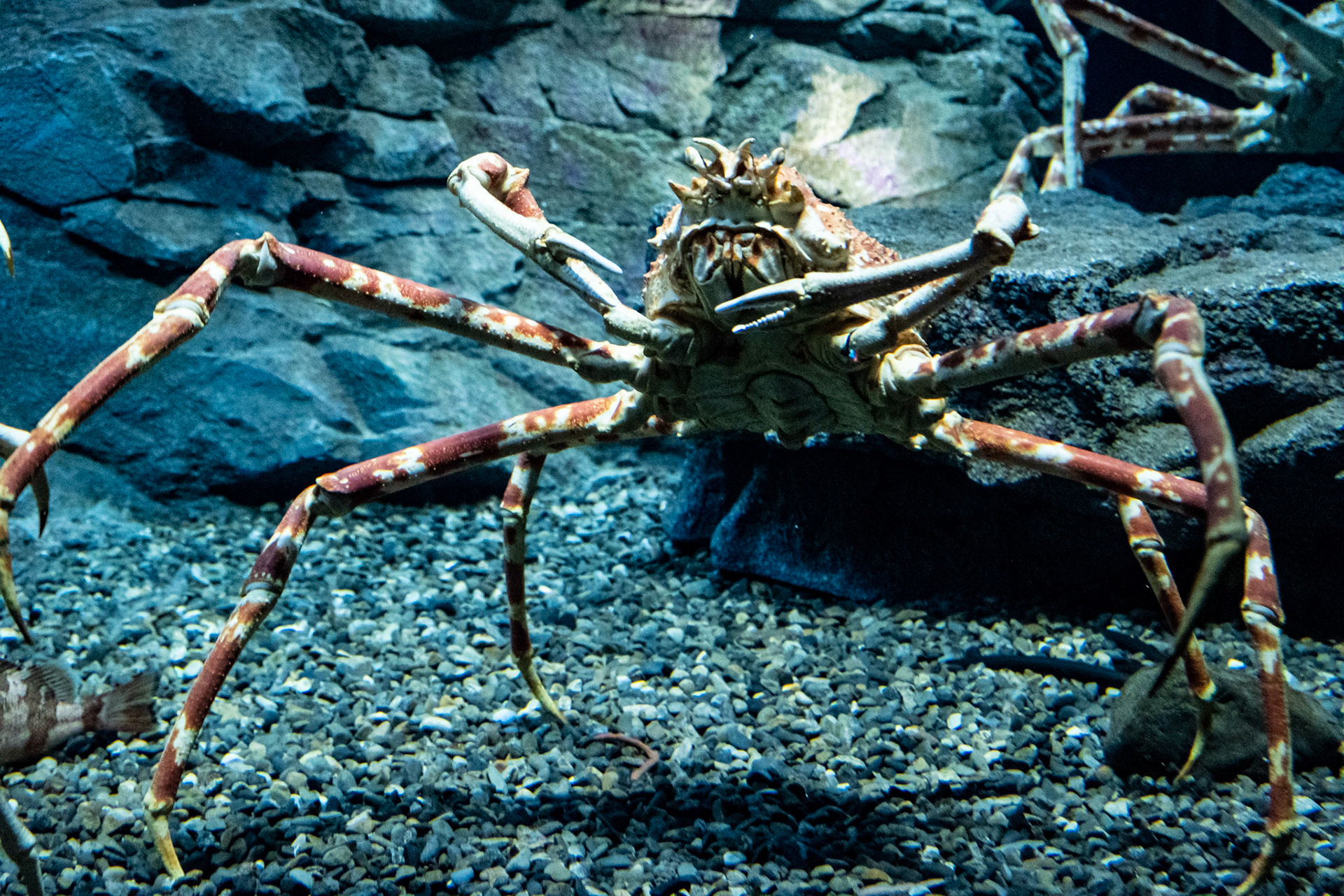 Spider Crab
