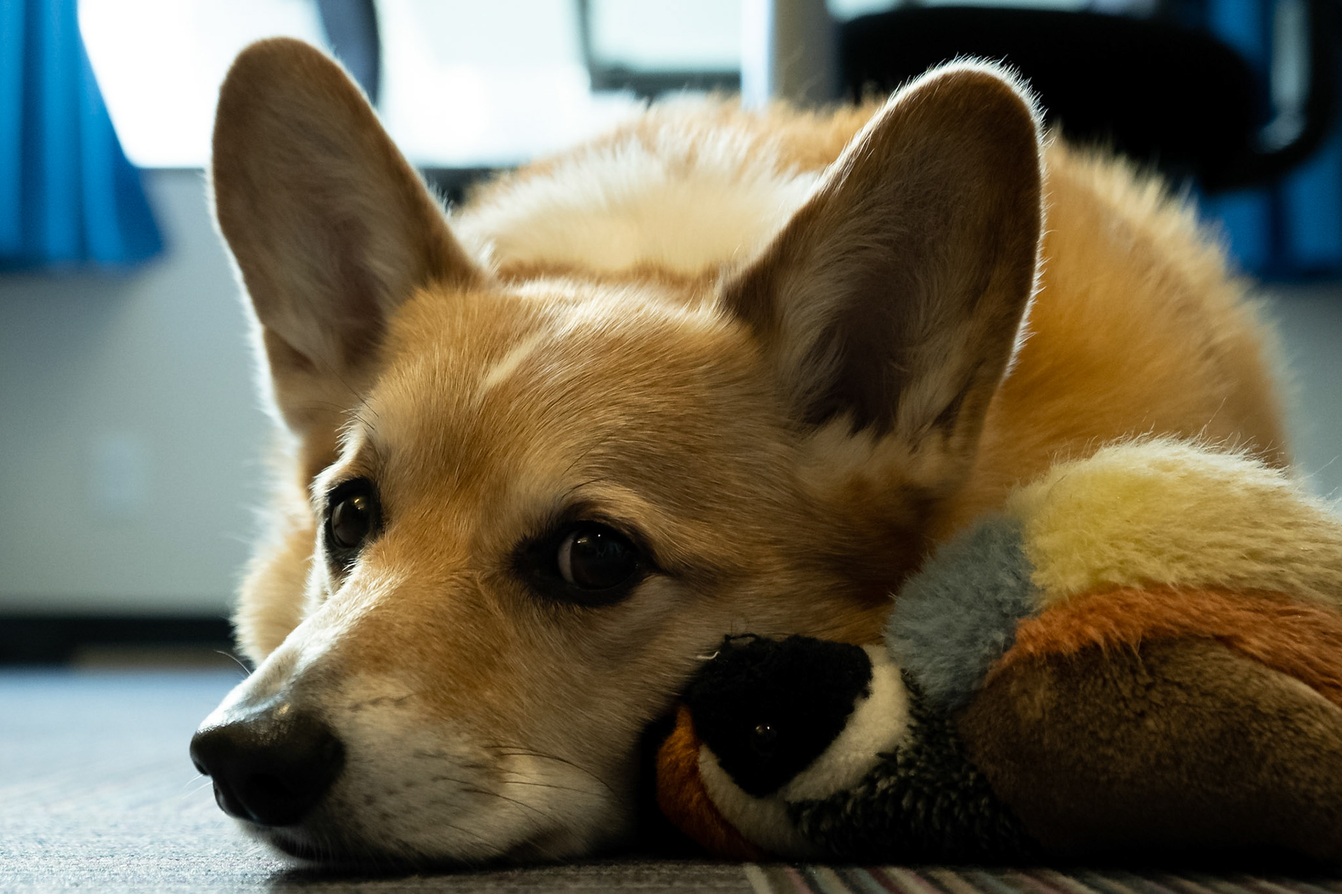 Dempsey and the Quail