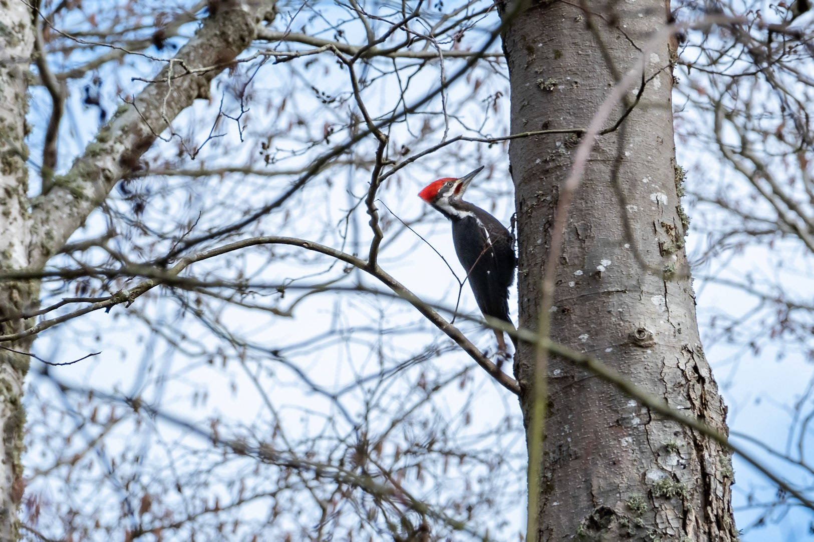 POileated Woodpecker