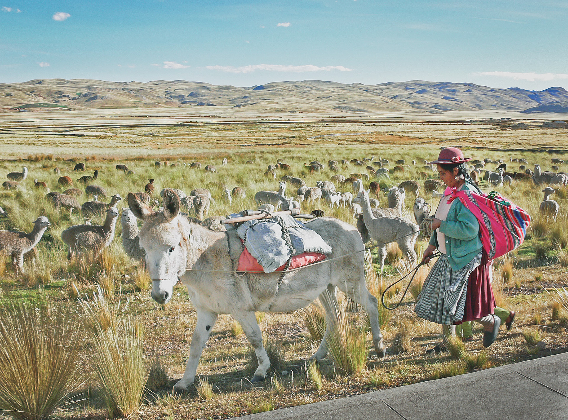 You just have this special light at 4000 meter altitude ... plus you can arrange some unique animals for the background :-) (Peru 2008) #Peru #highaltitude #bjoernhirschphotography