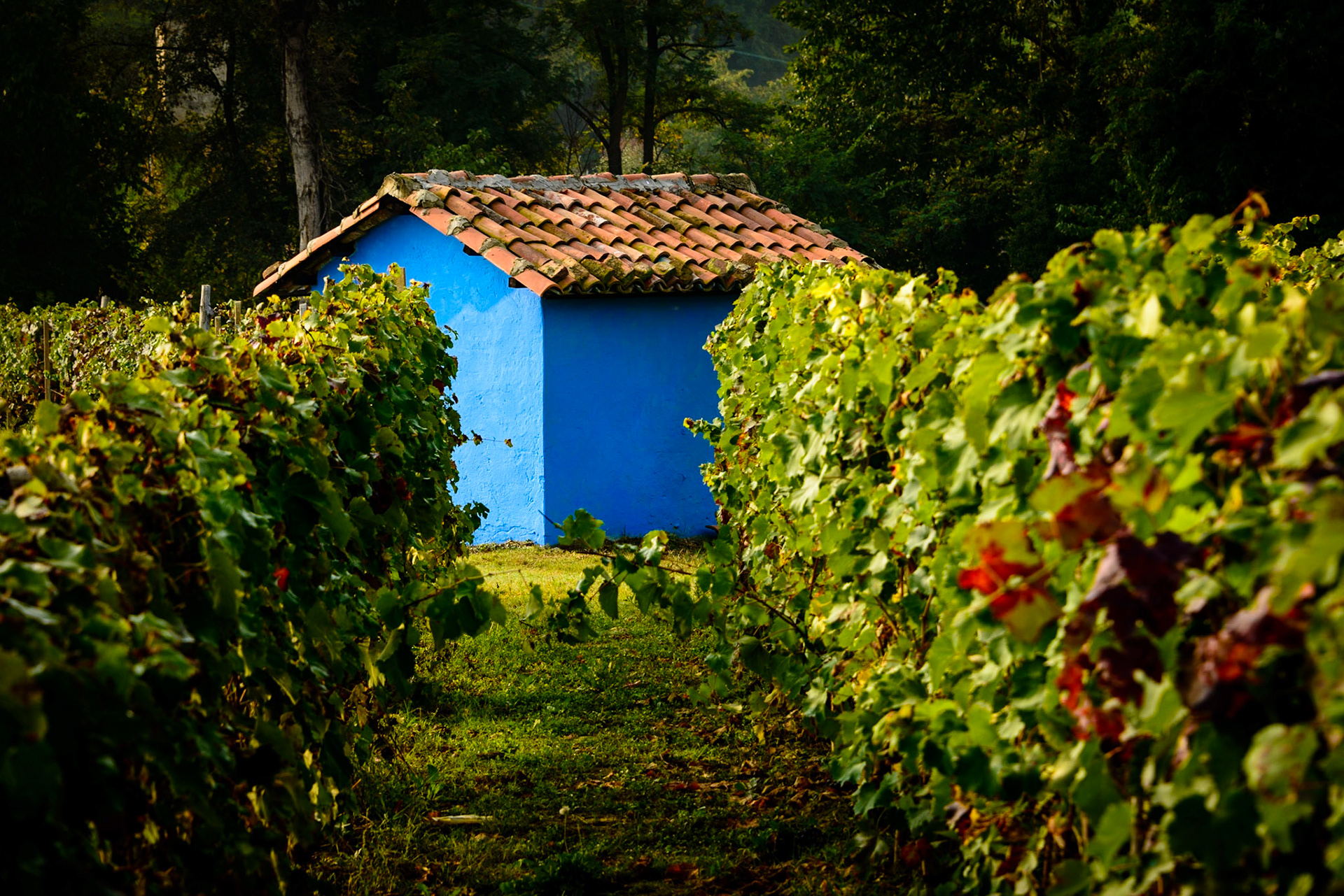 The summer sadly ends, but  for photographers fall is the period of the year when the colors "pop" :-)