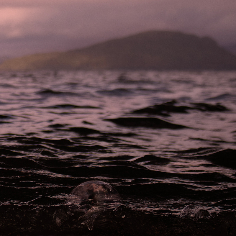 Little Mermaid - 2023