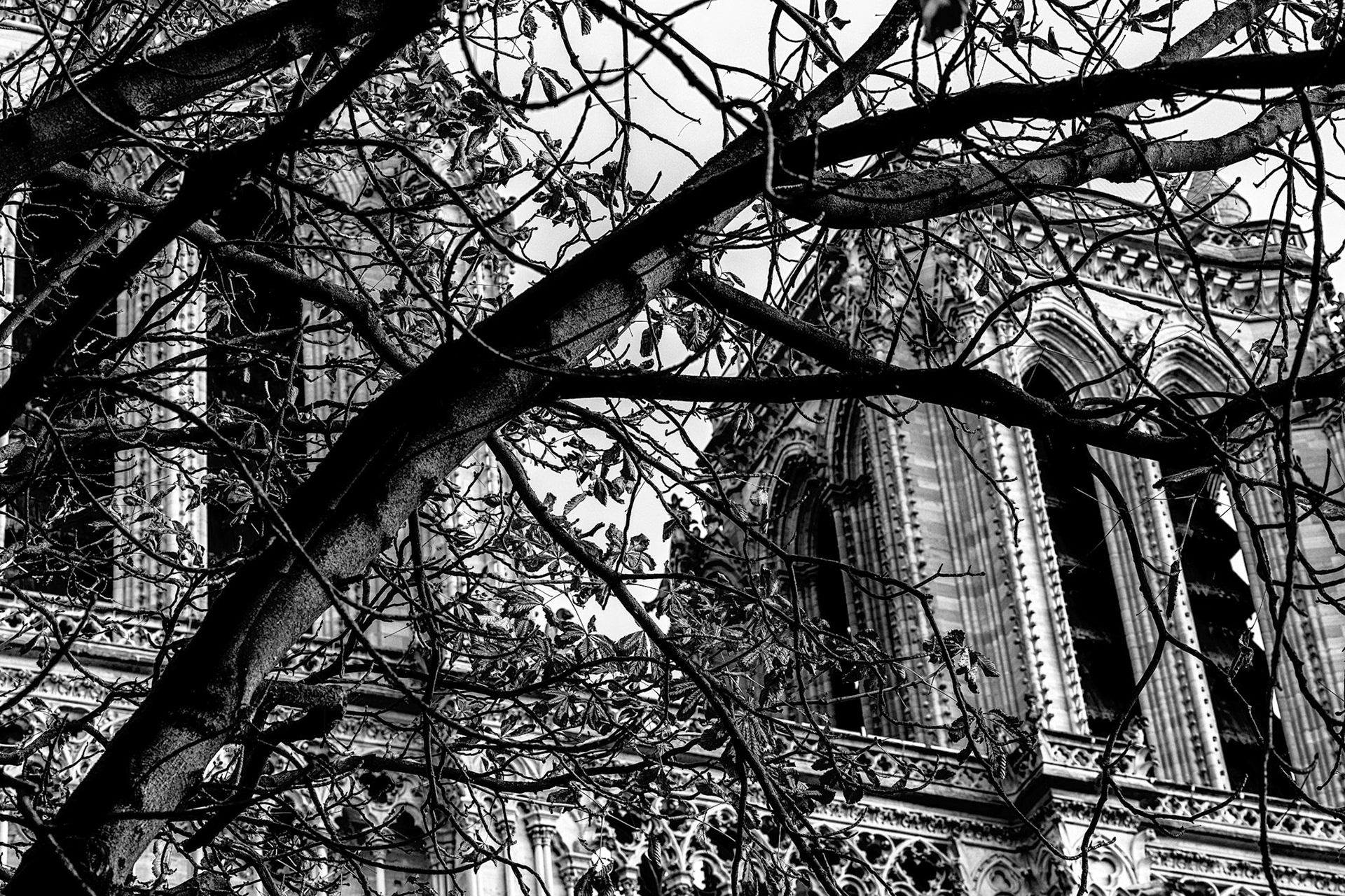 Notre Dame Forecourt | 2025 | #11011733