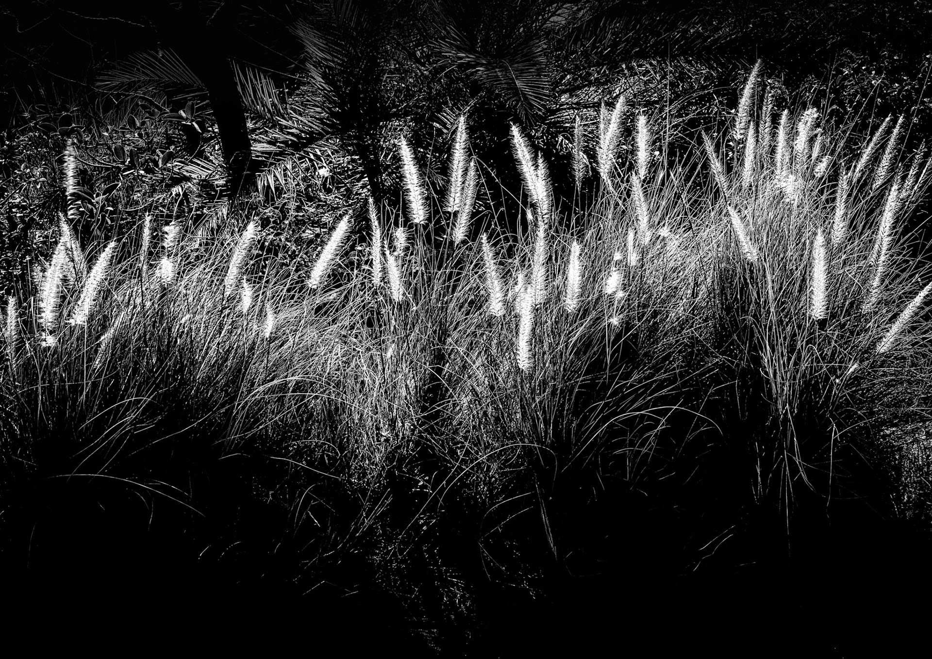 White Lights | 2024 | #02171909