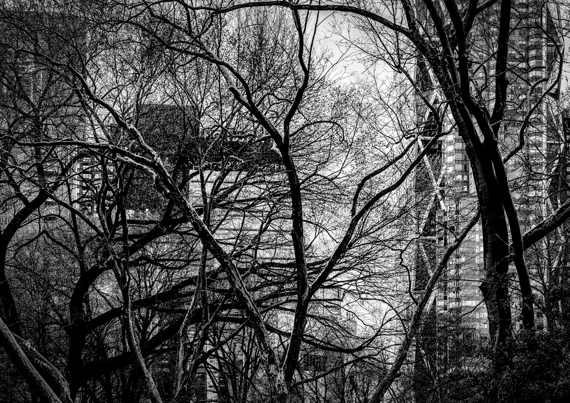 Central Park, NYC | 2024 | #04051855