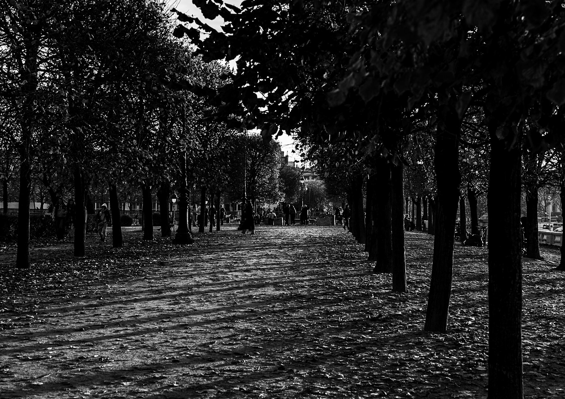Jardin des Tuileries | 2025 | #11081742