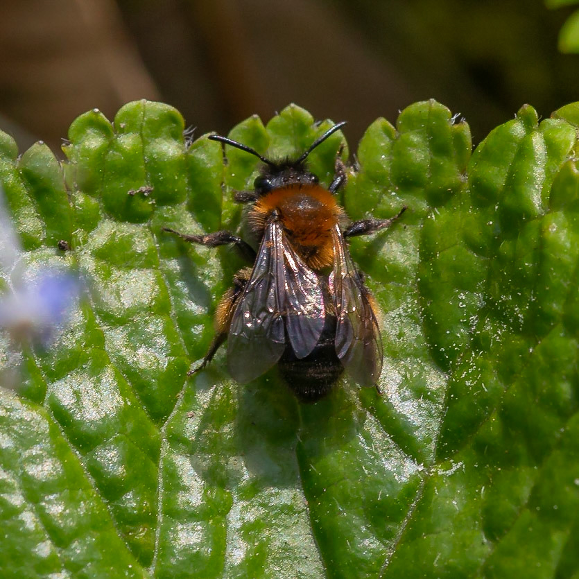 Synthyris schizantha