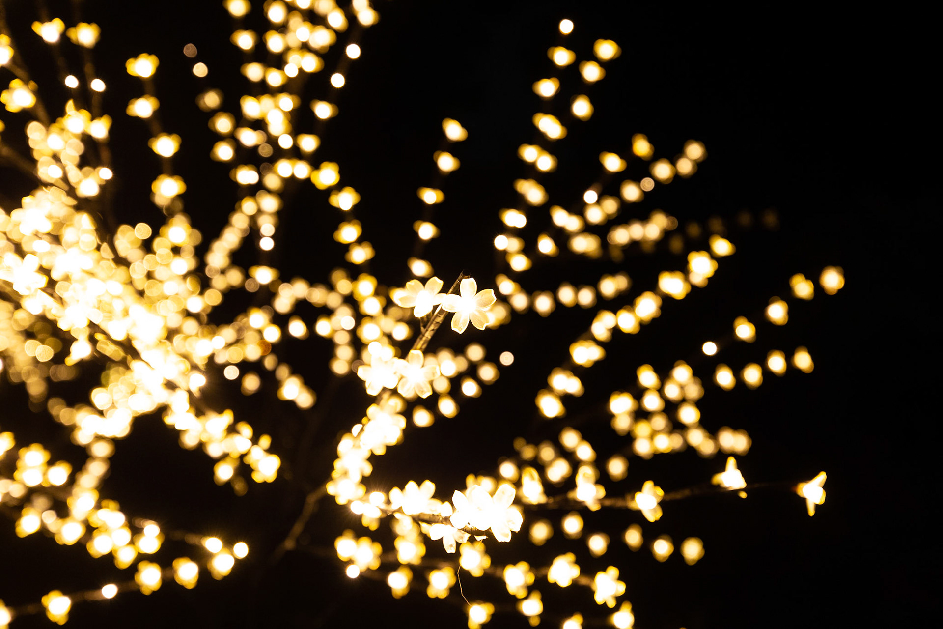 Botanic Lights 2018