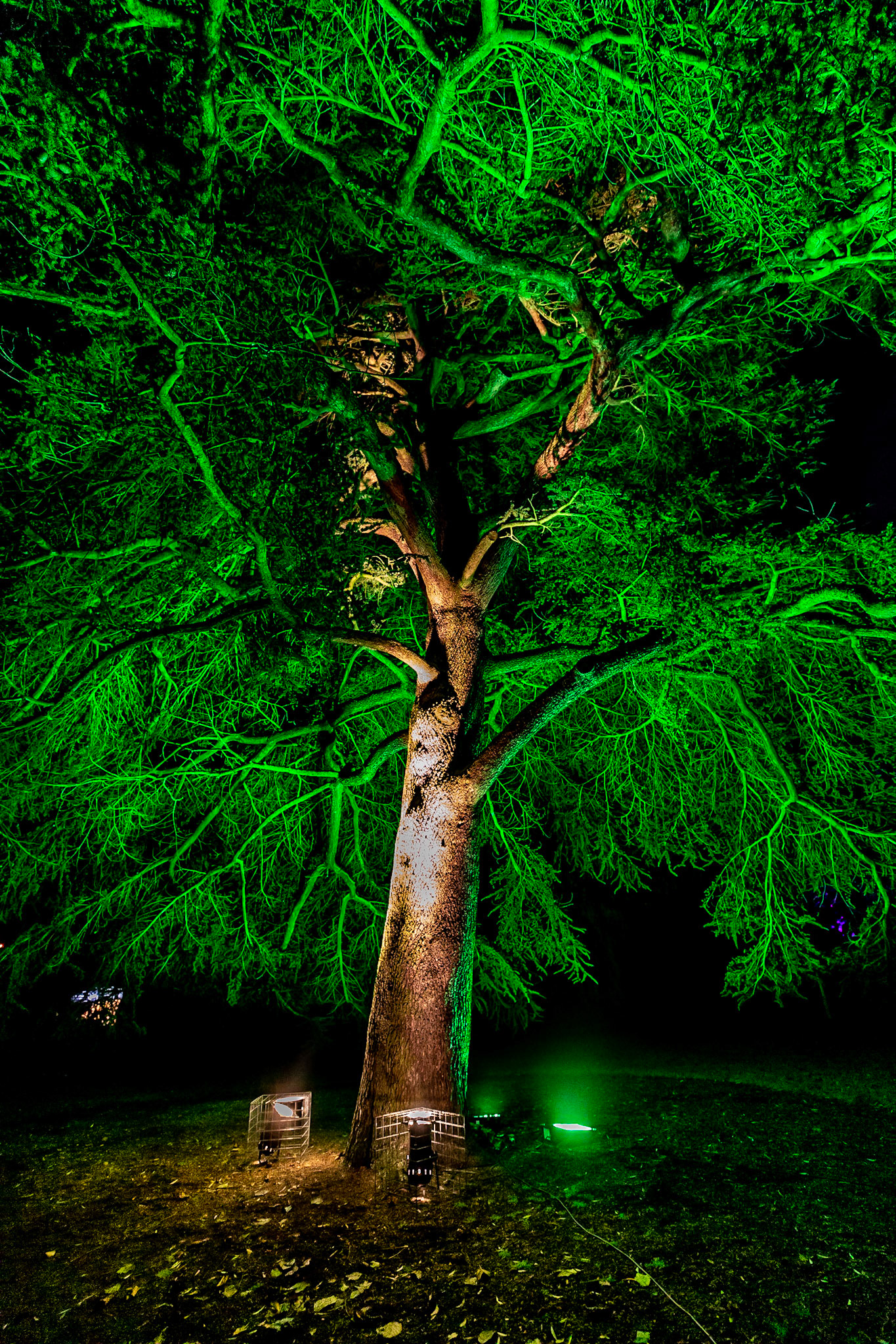 Botanic Lights 2018